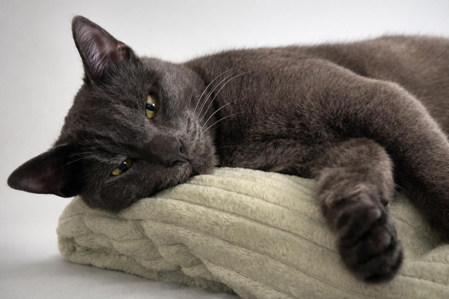 Enlarge Mikey, an adopted Russian Blue in Houston, TX image 3/4