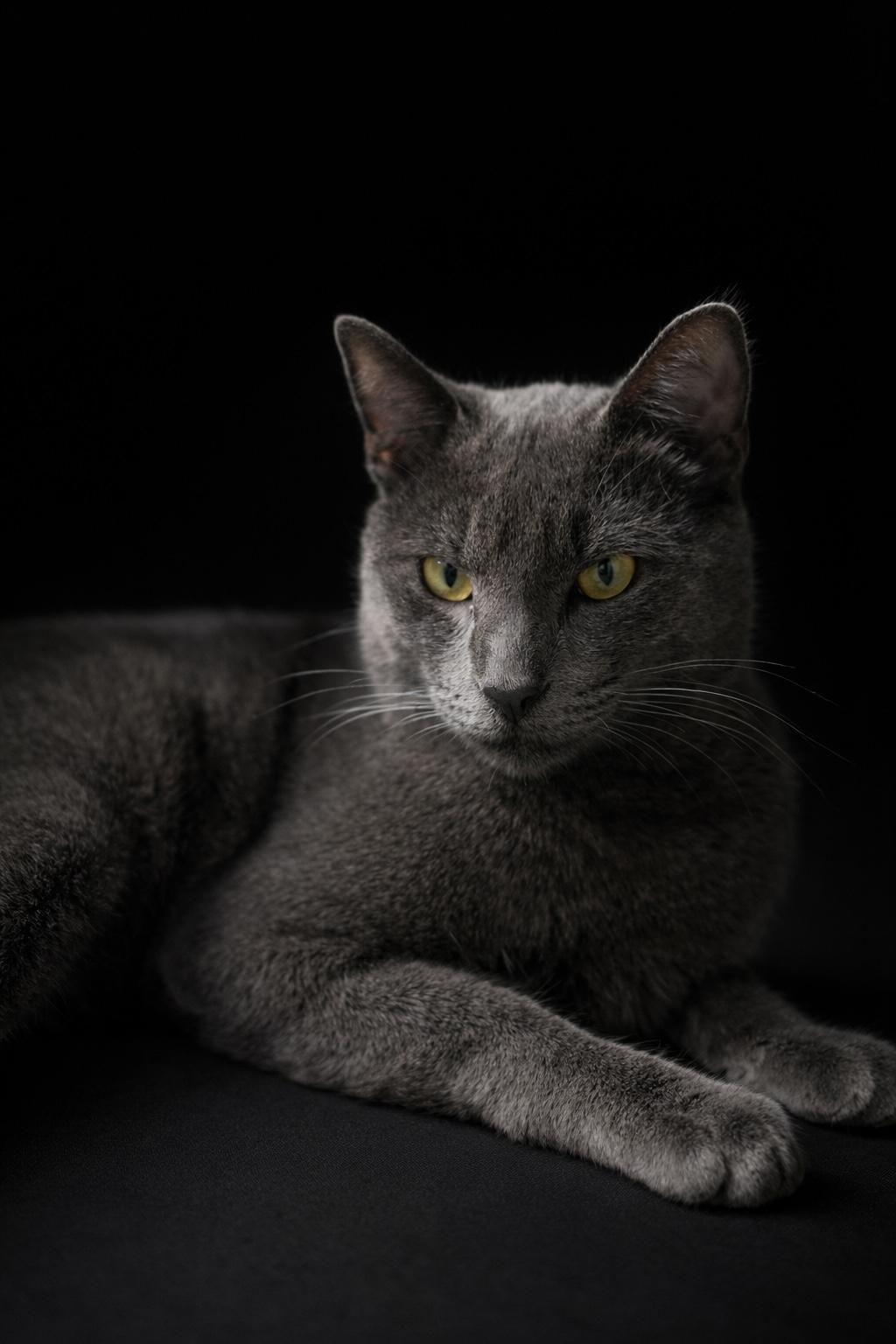 Enlarge Mikey, an adopted Russian Blue in Houston, TX image 4/4