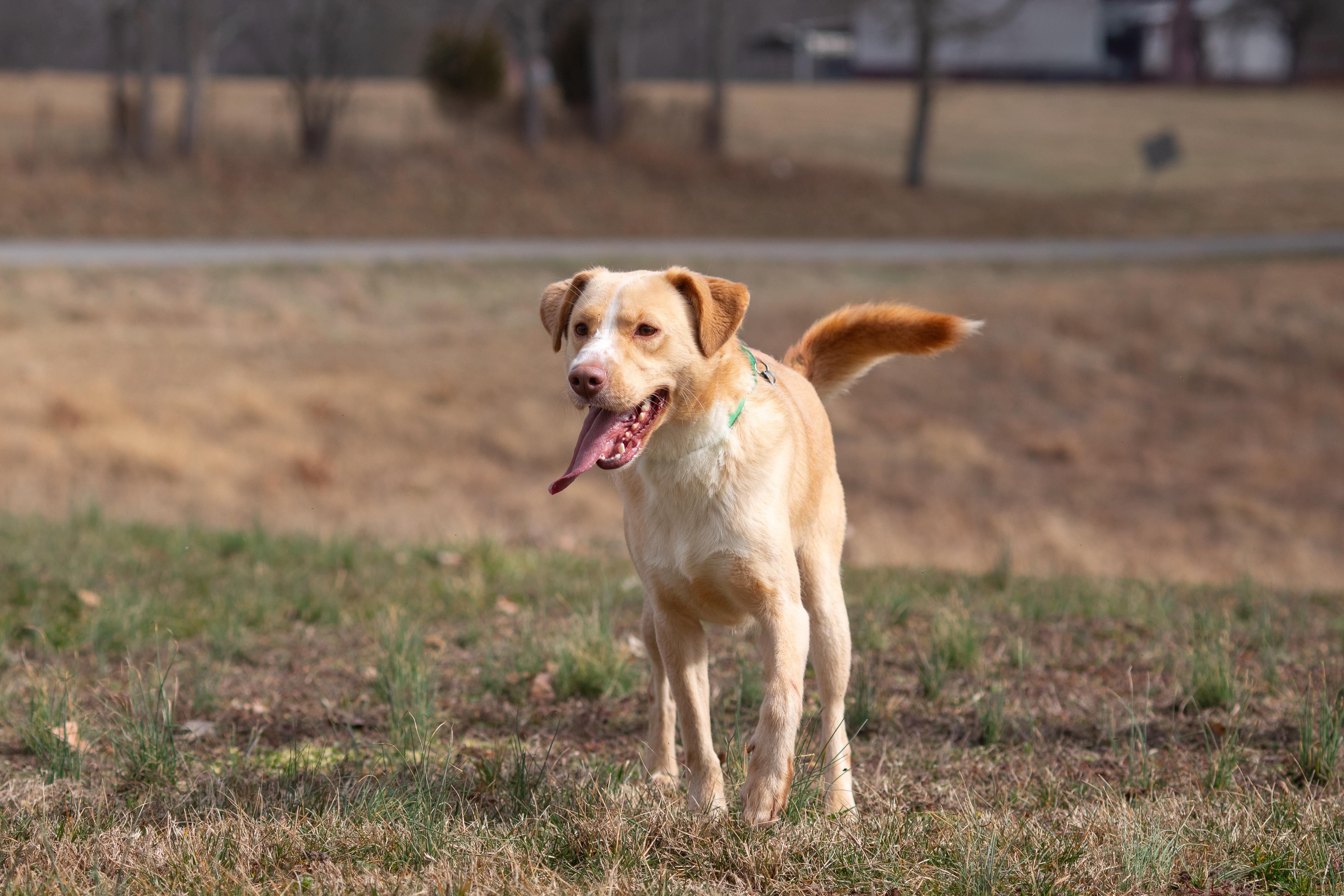 Tuck, ADOPTABLE, Adult Male German Shepherd Dog.