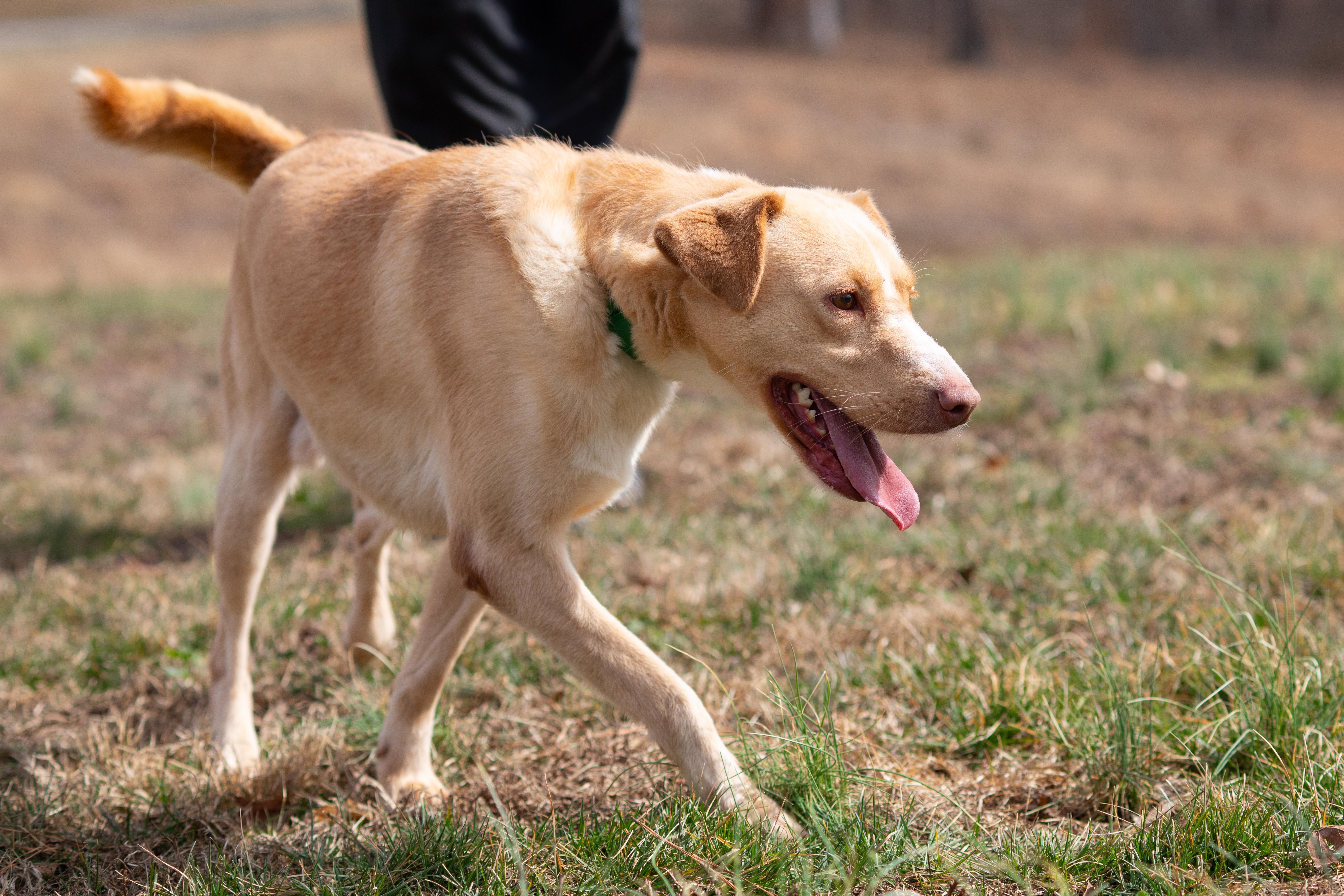 Tuck💙SPONSORED ADOPTION , ADOPTABLE, Adult Male German Shepherd Dog.