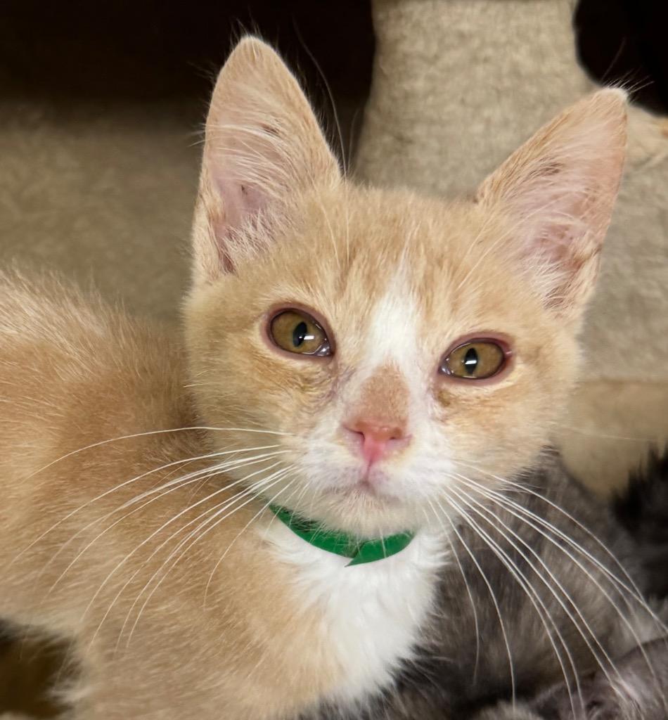 Rowan, Adoptable, Kitten Male Domestic Medium Hair.