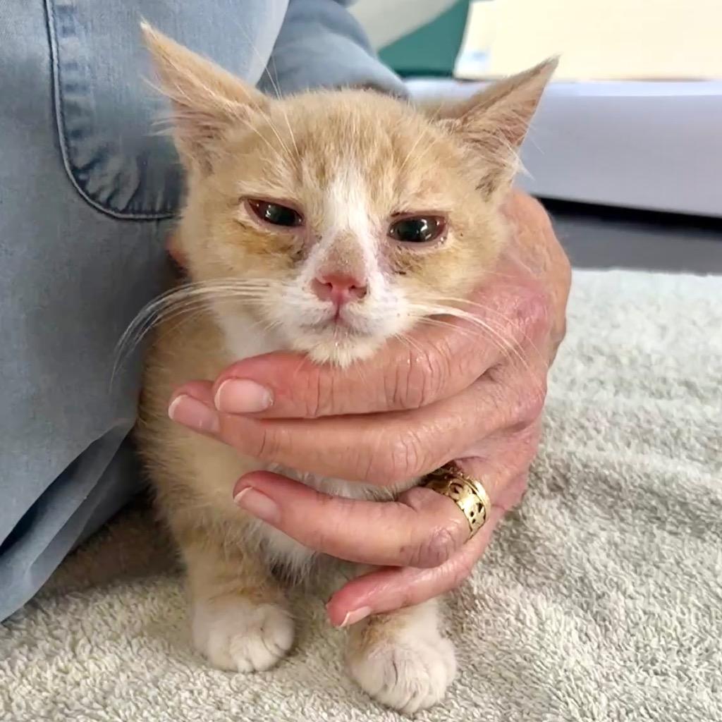 Enlarge Rowan, a Adoptable mixed breed in Cambria, CA image 2/2