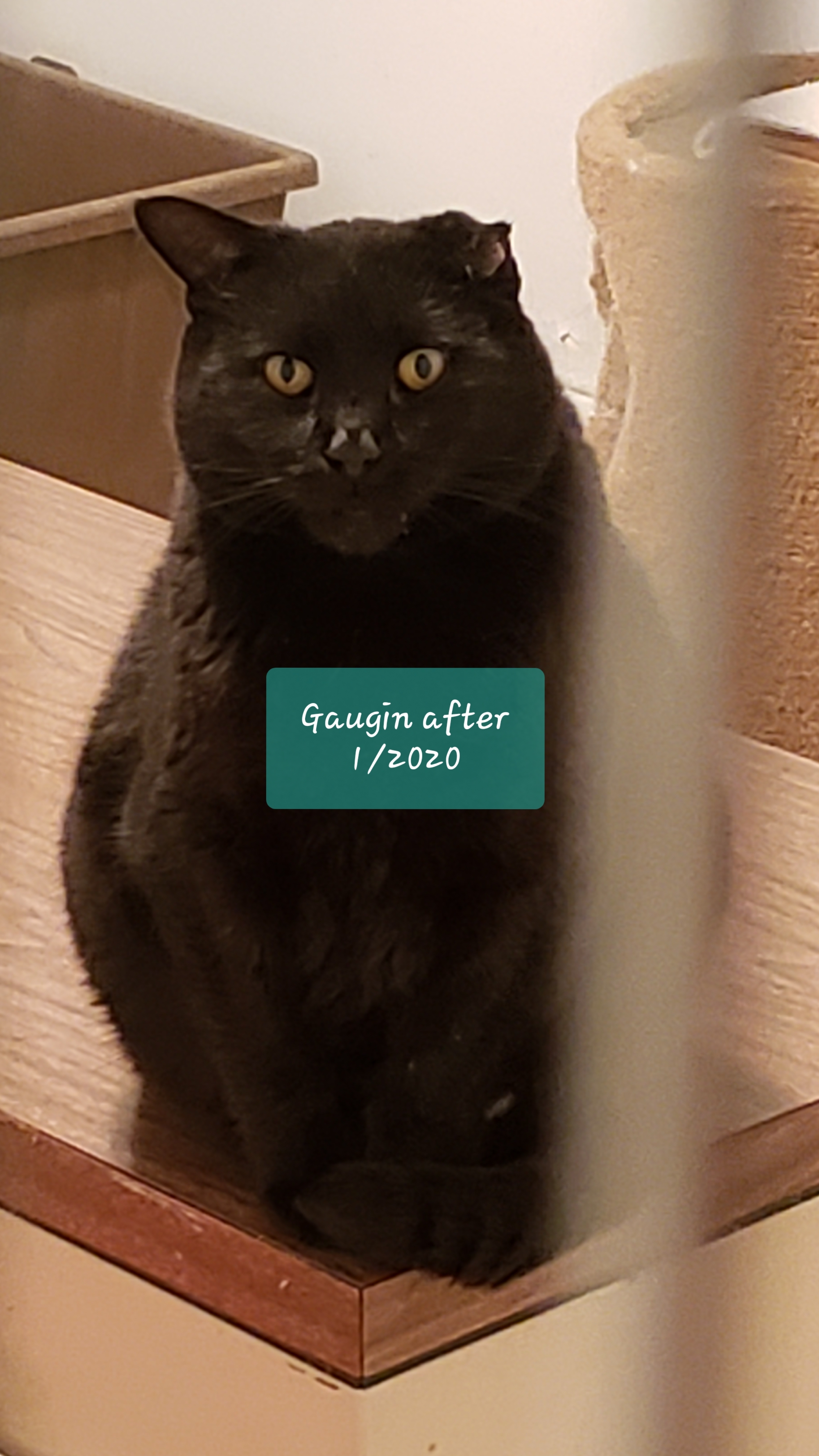 GAUGUIN, a Adoptable Domestic Medium Hair in Eastlake, OH image 1/10