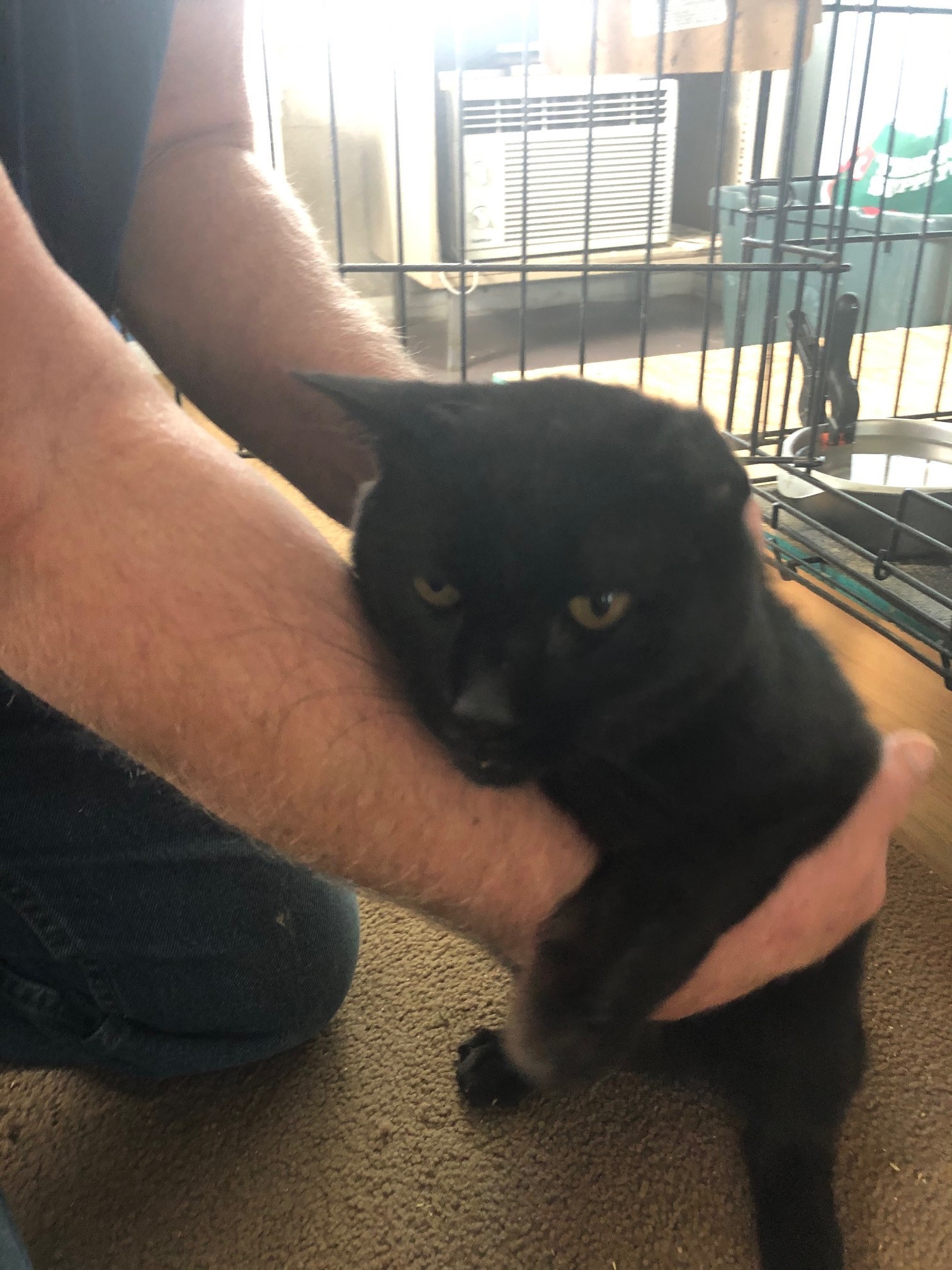 GAUGUIN, a Adoptable Domestic Medium Hair in Eastlake, OH image 2/10