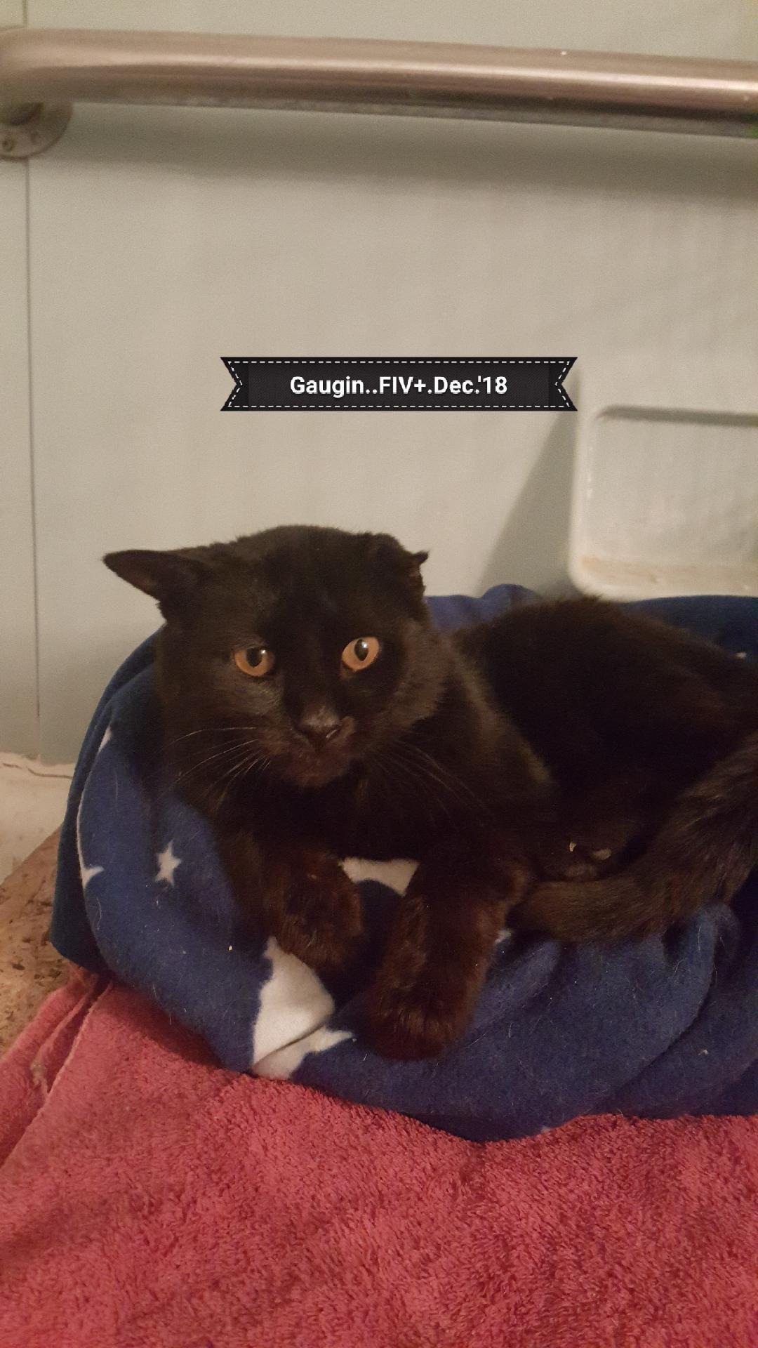 GAUGUIN, a Adoptable Domestic Medium Hair in Eastlake, OH image 3/10