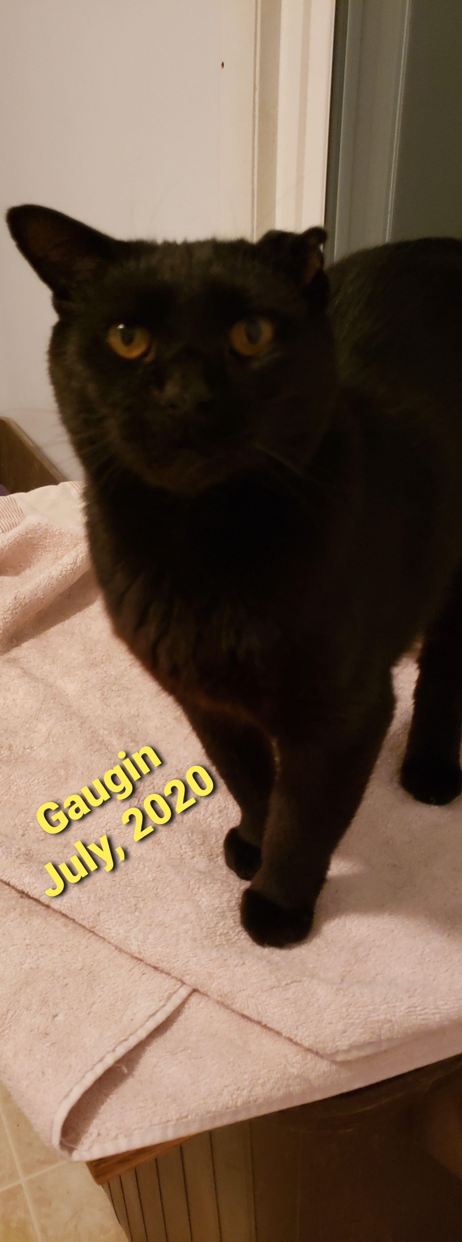 GAUGUIN, a Adoptable Domestic Medium Hair in Eastlake, OH image 4/10