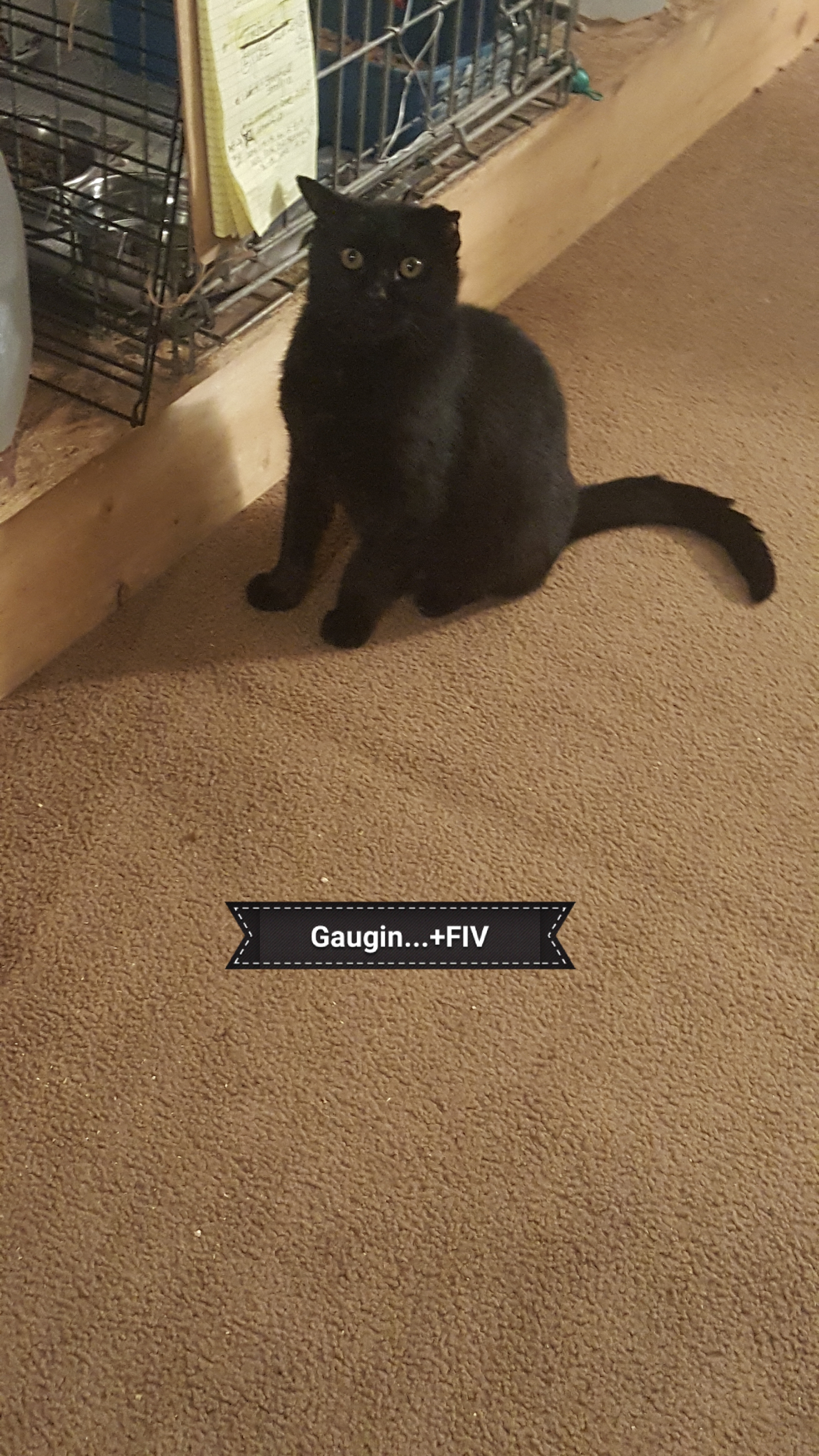 GAUGUIN, Adoptable, Adult Male Domestic Medium Hair.