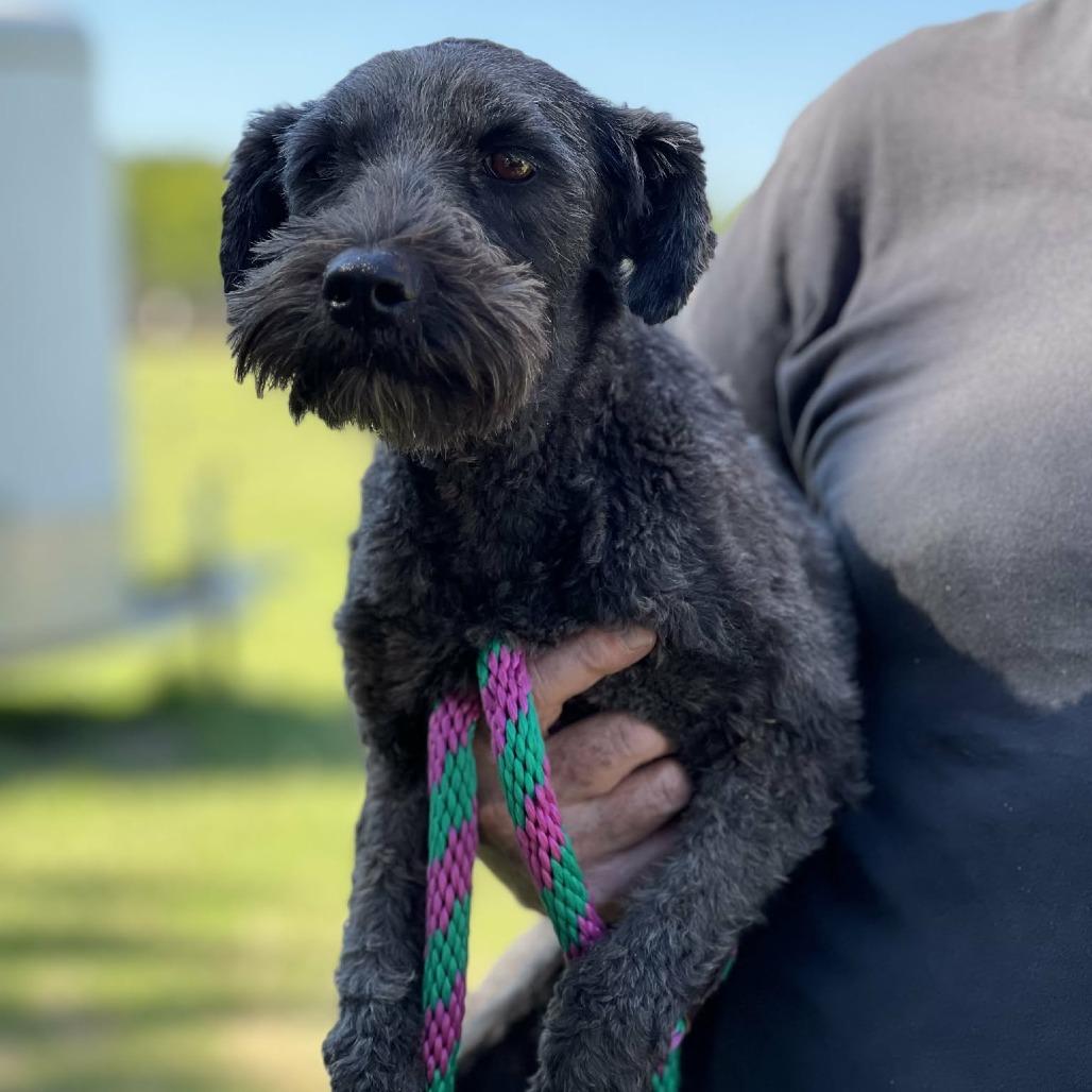 Enlarge Didi, a Adoptable mixed breed in Smithfield, NC image 1/1