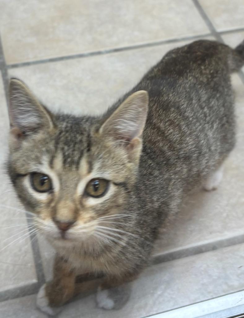Bluey, Adoptable, Kitten Female Domestic Short Hair.