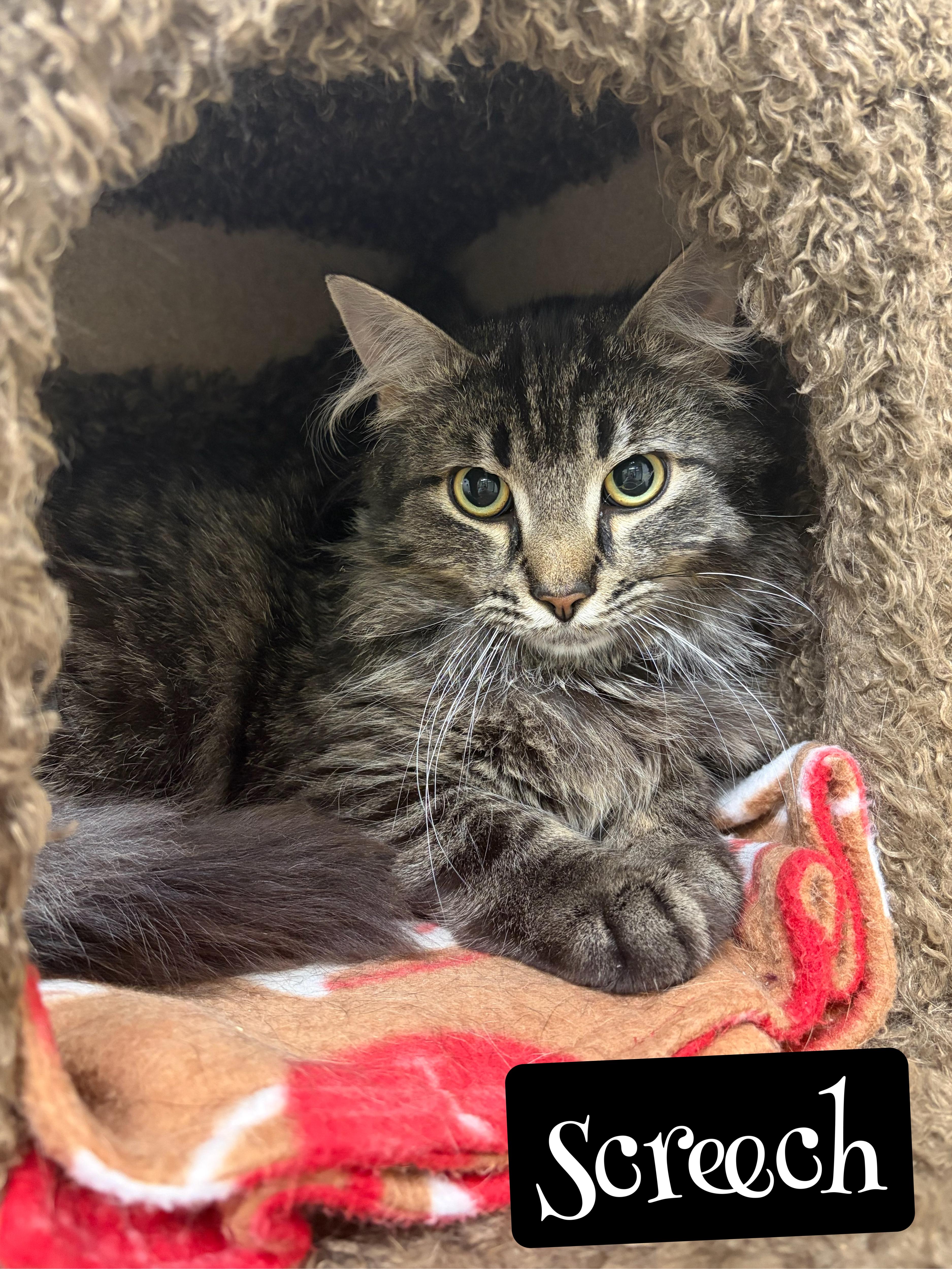 Enlarge Screech, a ADOPTABLE mixed breed in Valparaiso, IN image 1/1
