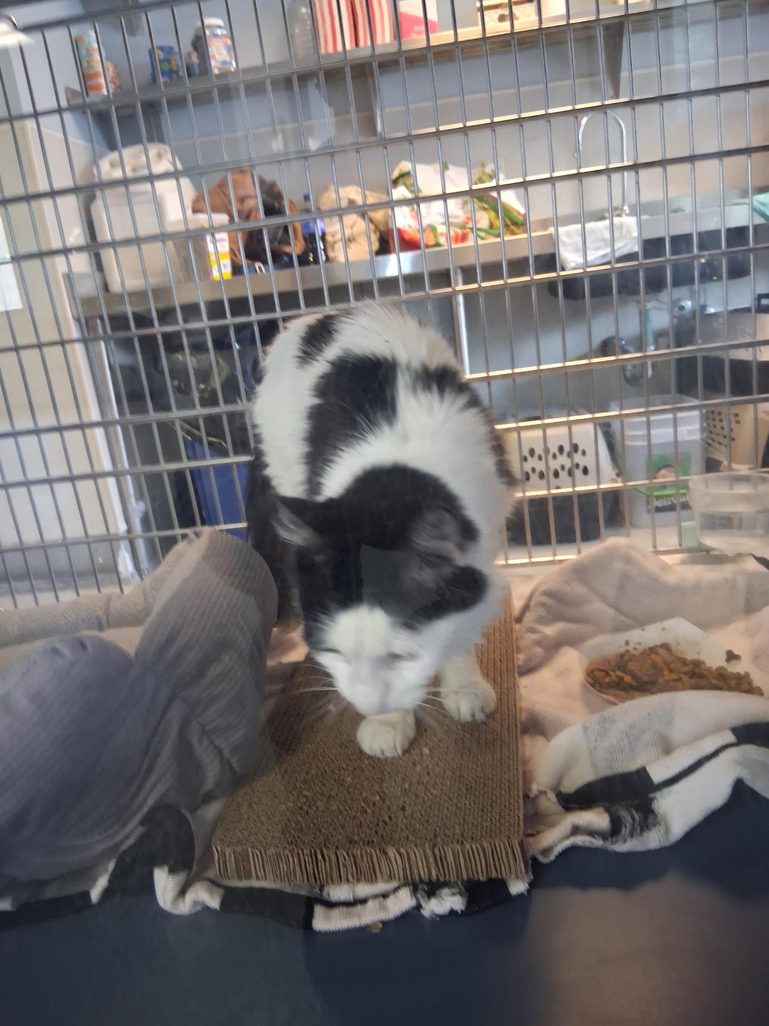 Enlarge Ethyl, an adopted Domestic Long Hair in Yonkers, NY image 3/4