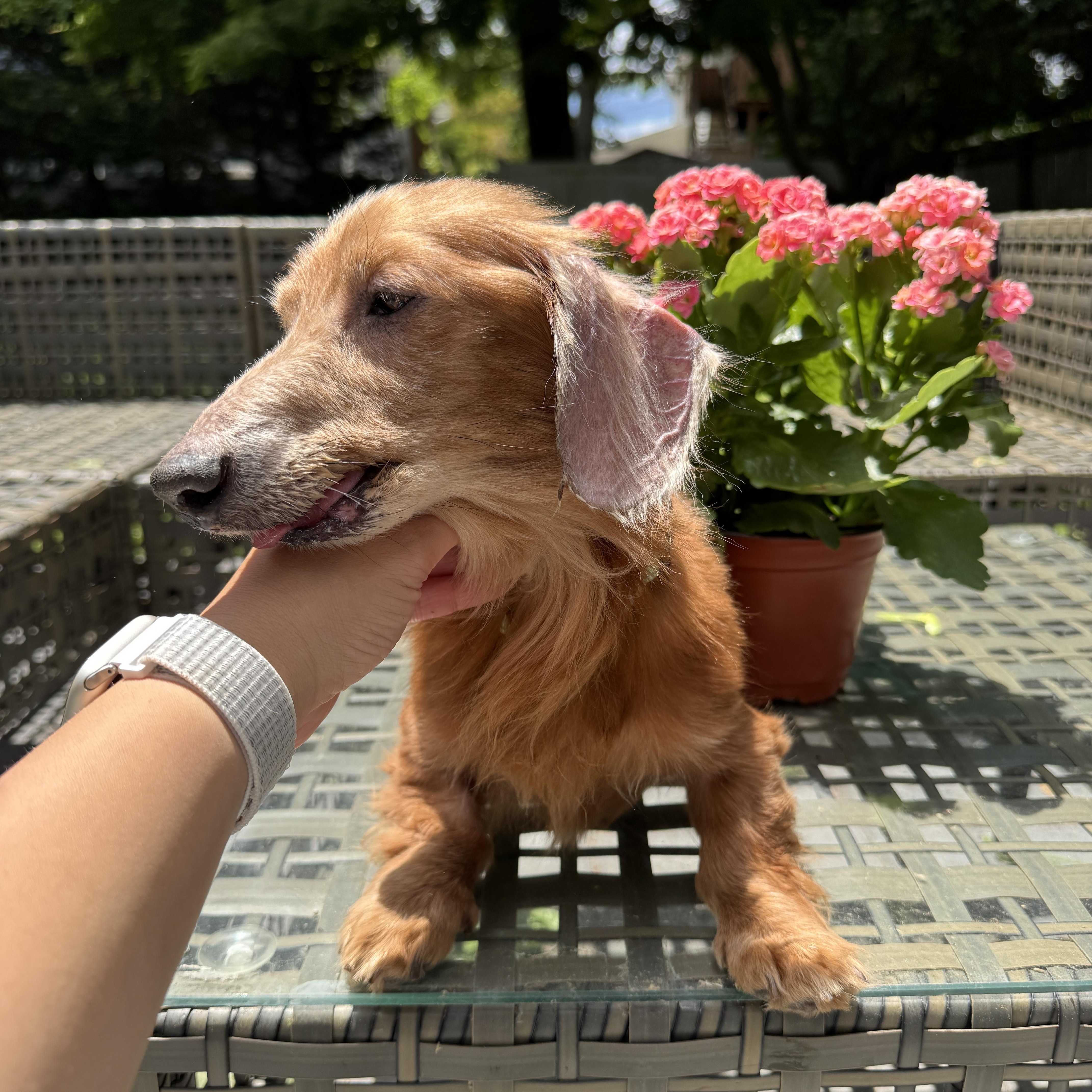 Felix, an adopted mixed breed in Merrick, NY image 5/5