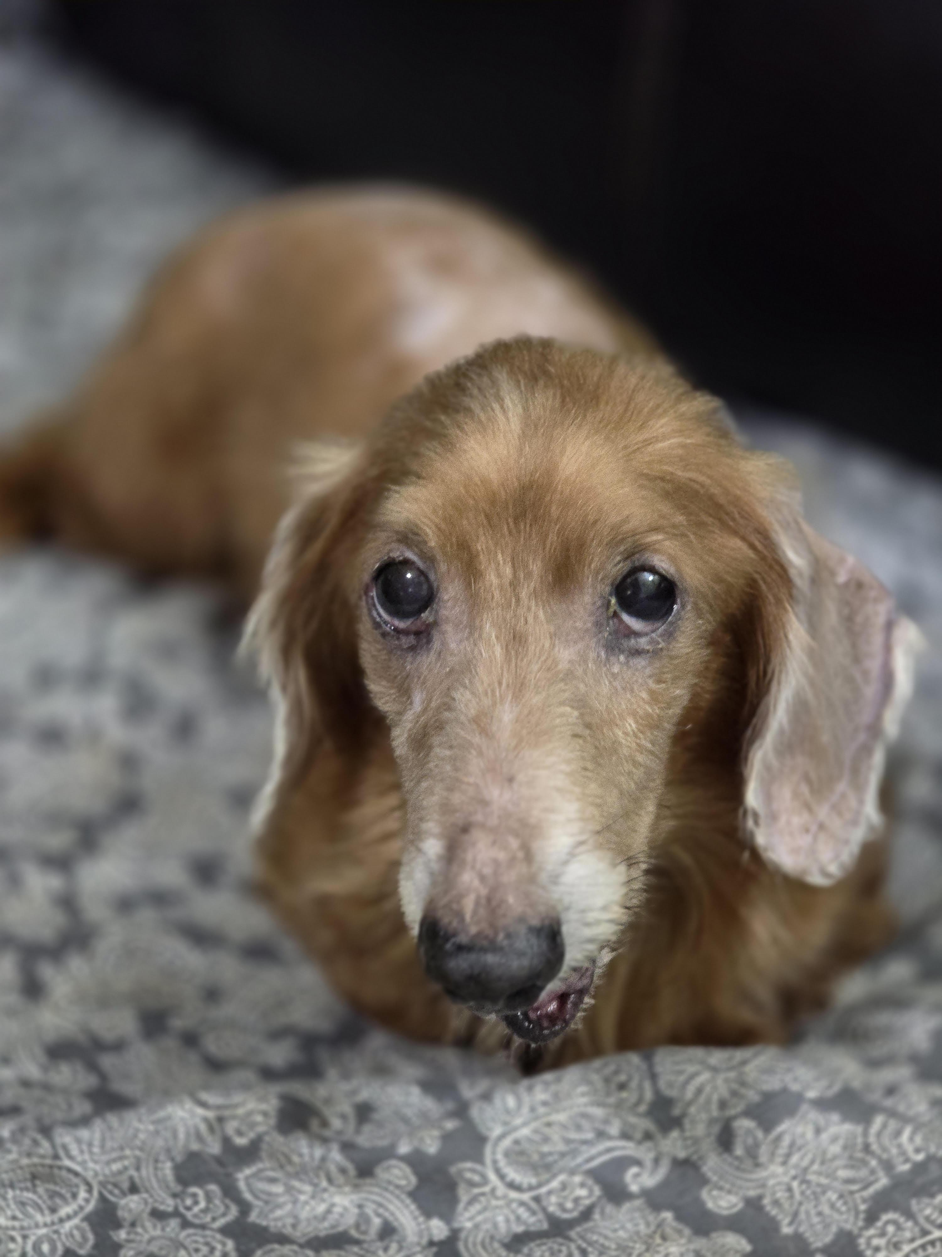 Felix, adopted, Senior Male Dachshund & Dachshund (Long Haired).