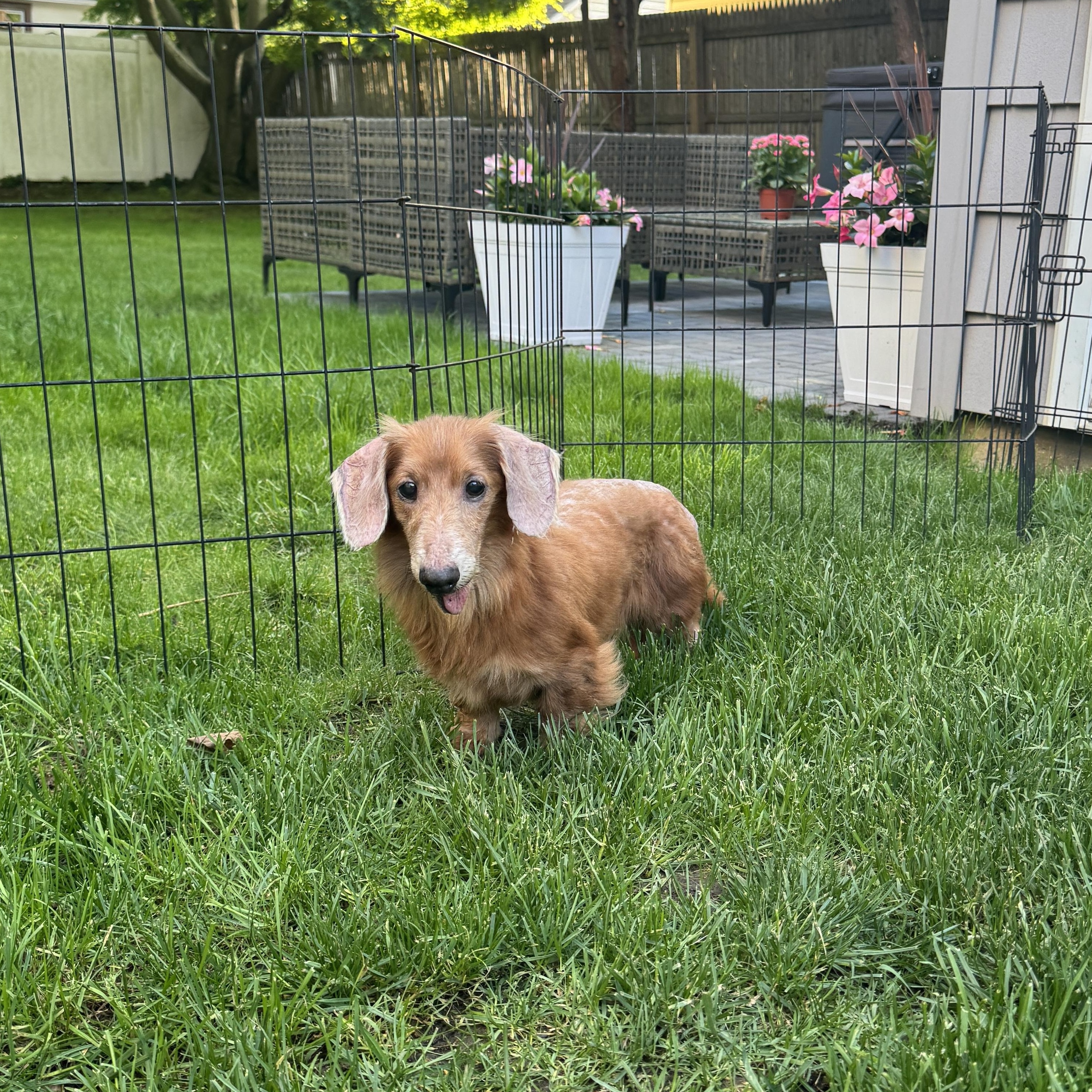 Felix, an adopted mixed breed in Merrick, NY image 2/5