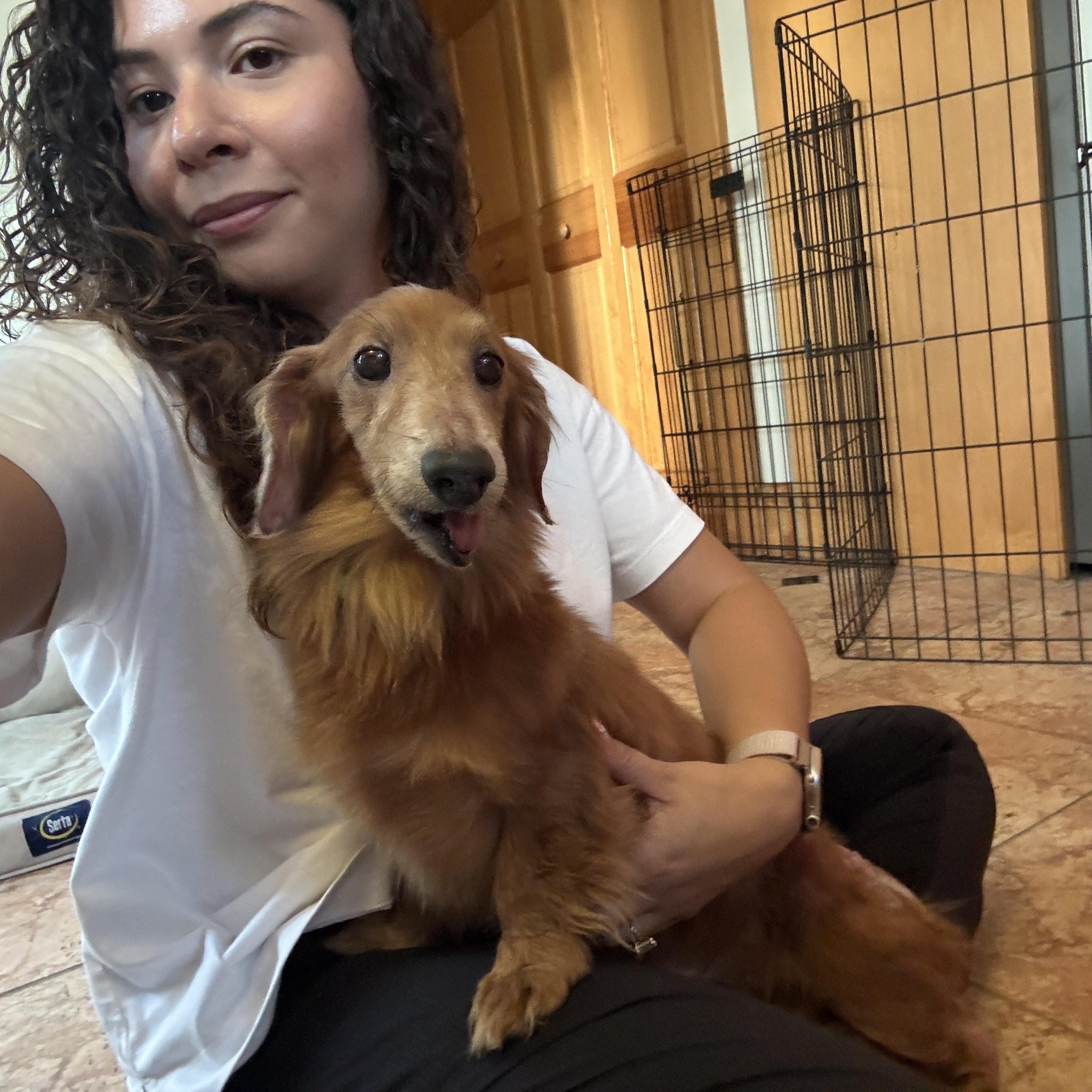 Felix, an adopted mixed breed in Merrick, NY image 3/5