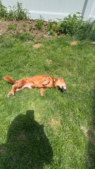 Enlarge Felix, an adopted mixed breed in Merrick, NY video 4/5