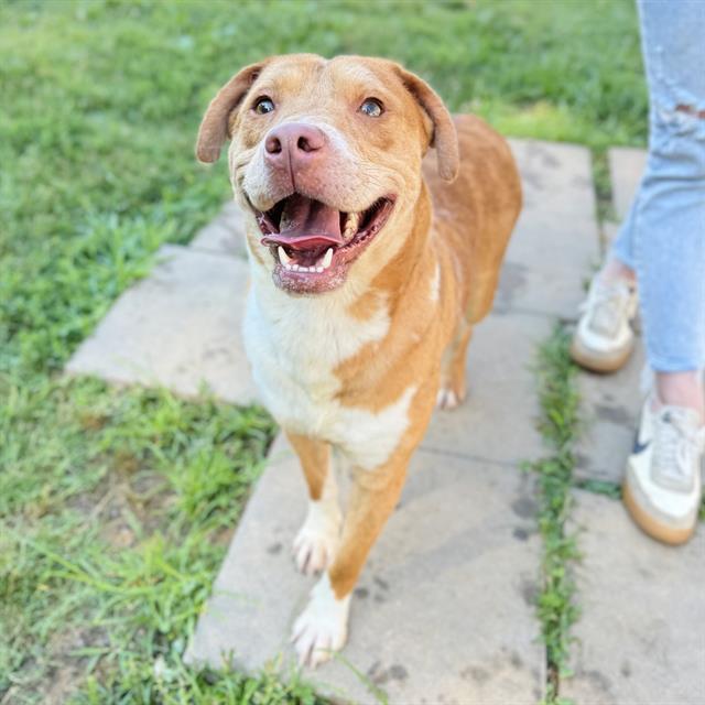 BUCK, Adoptable, Young Male Labrador Retriever & Mixed Breed.