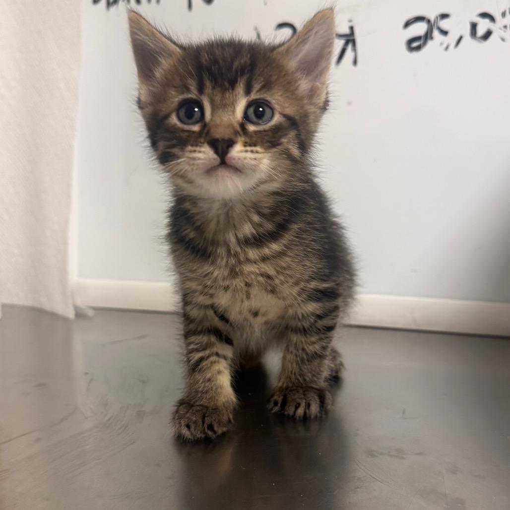 Enlarge Kid, a Adoptable Domestic Short Hair in Cody, WY image 1/3
