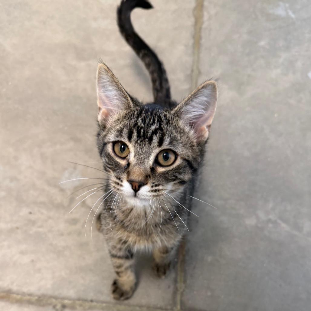Enlarge Kid, a Adoptable Domestic Short Hair in Cody, WY image 2/5