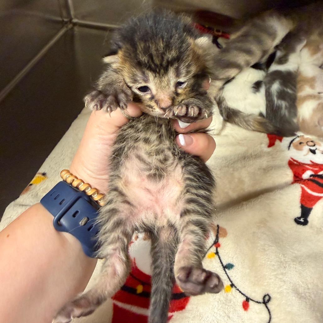 Enlarge Kid, a Adoptable Domestic Short Hair in Cody, WY image 2/3