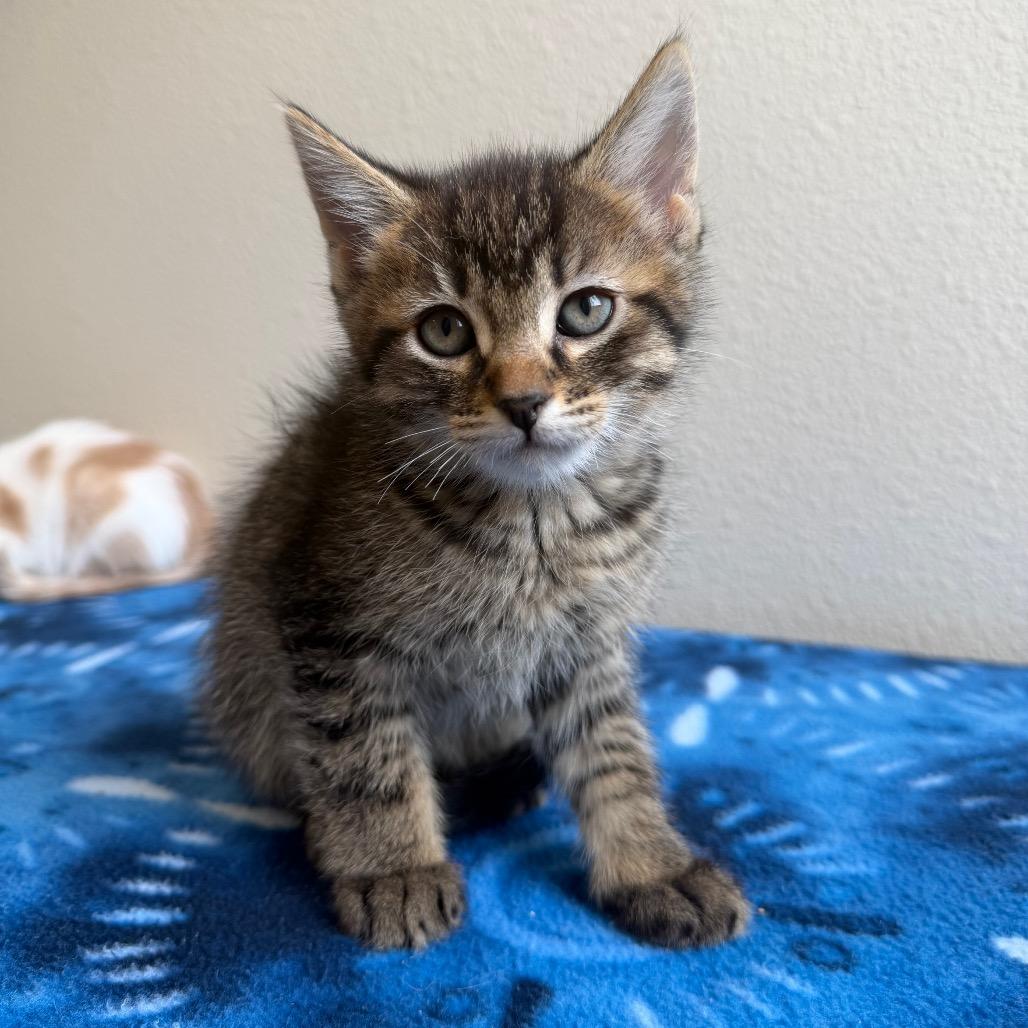 Enlarge Kid, a Adoptable Domestic Short Hair in Cody, WY image 3/3