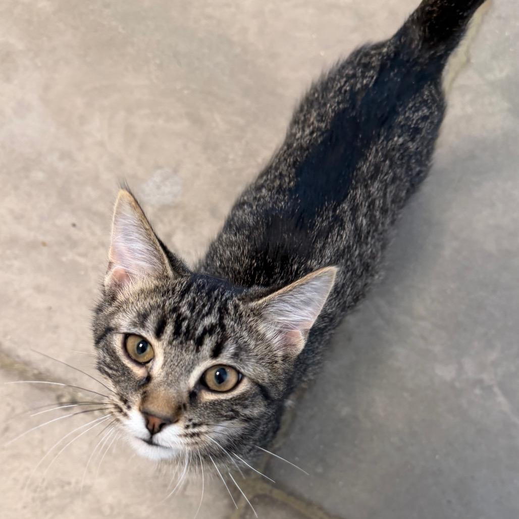 Enlarge Kid, a Adoptable Domestic Short Hair in Cody, WY image 5/5