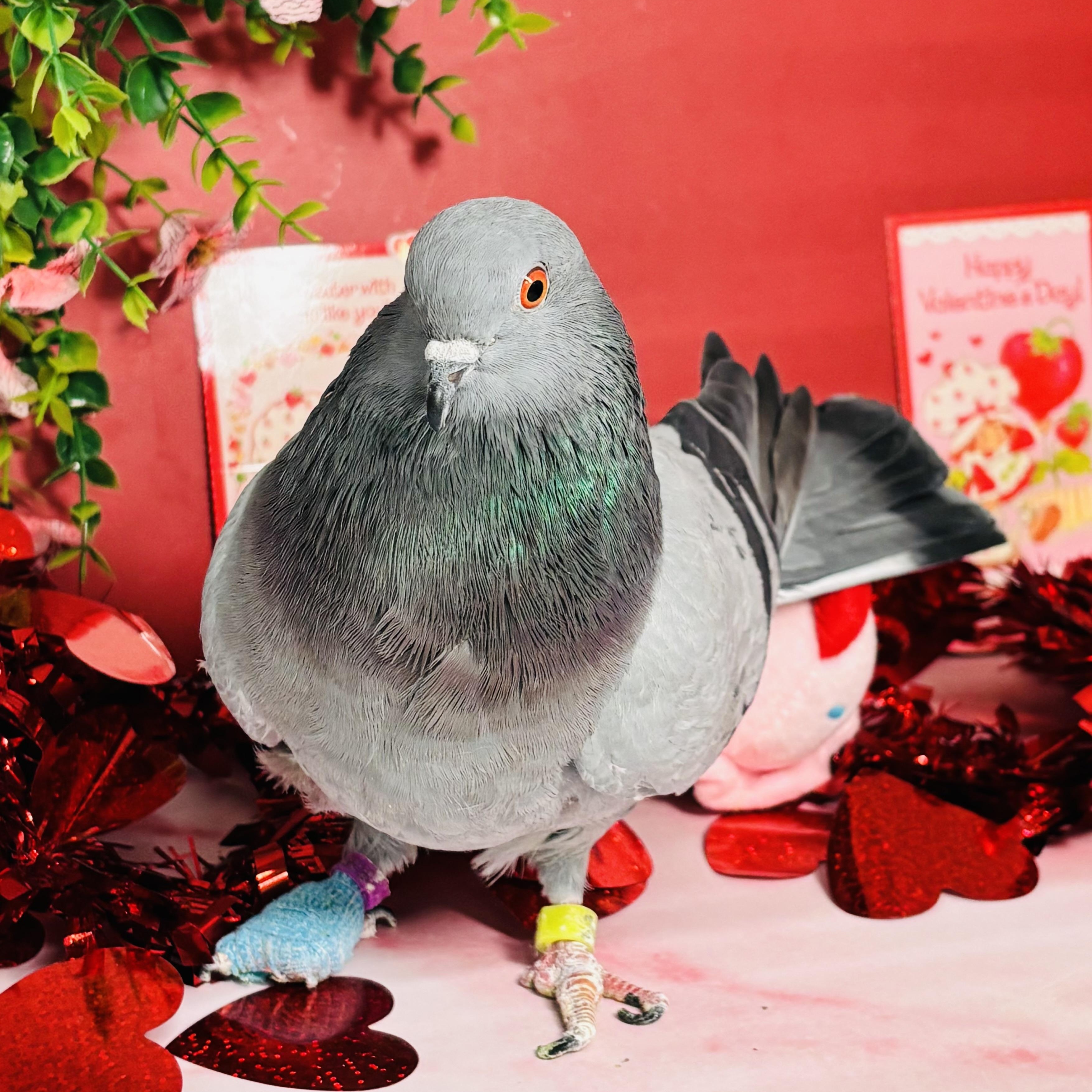 Lluvia, a ADOPTABLE Pigeon in Chicago, IL image 4/5