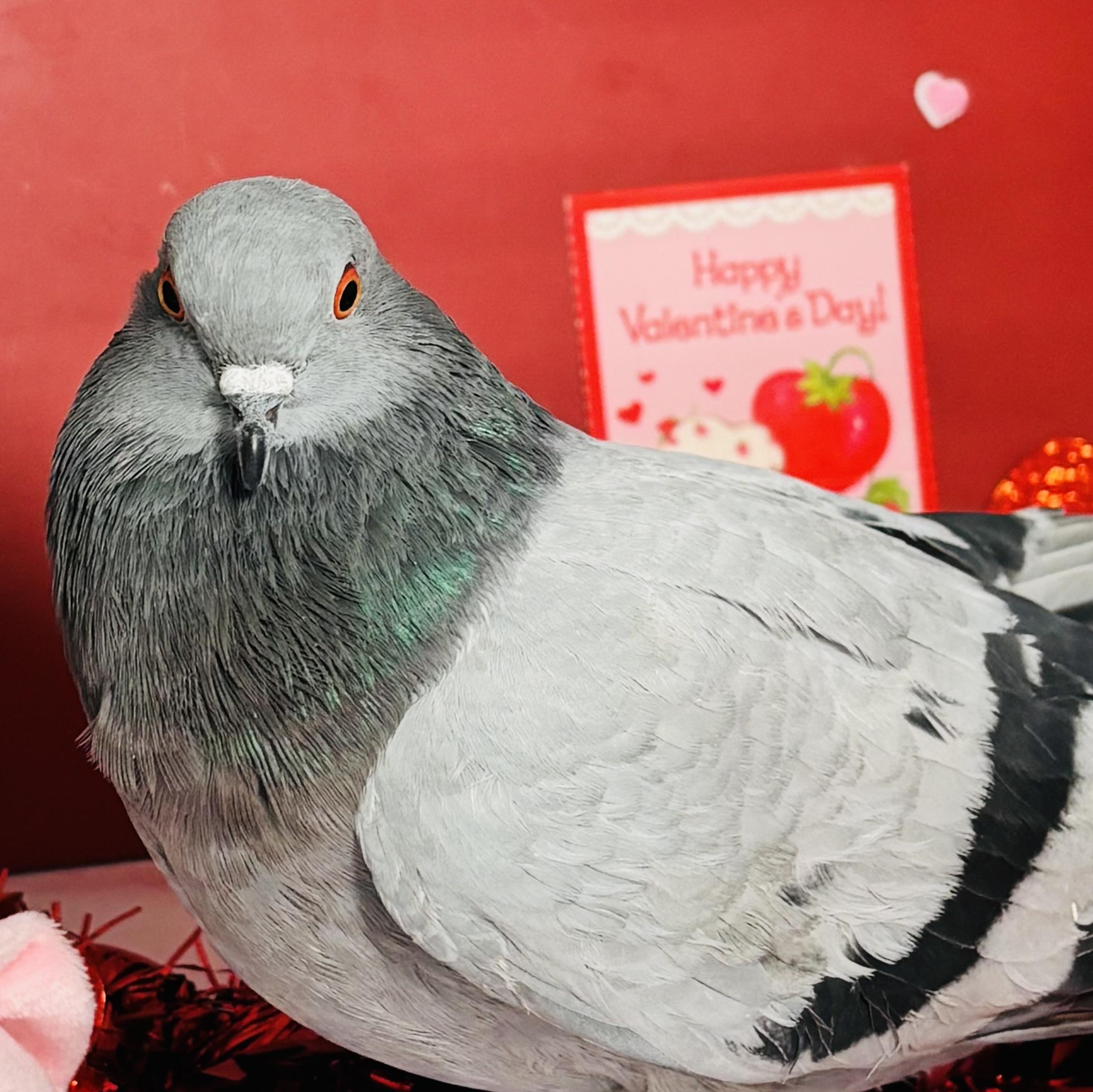 Lluvia, ADOPTABLE, Adult Female Pigeon.