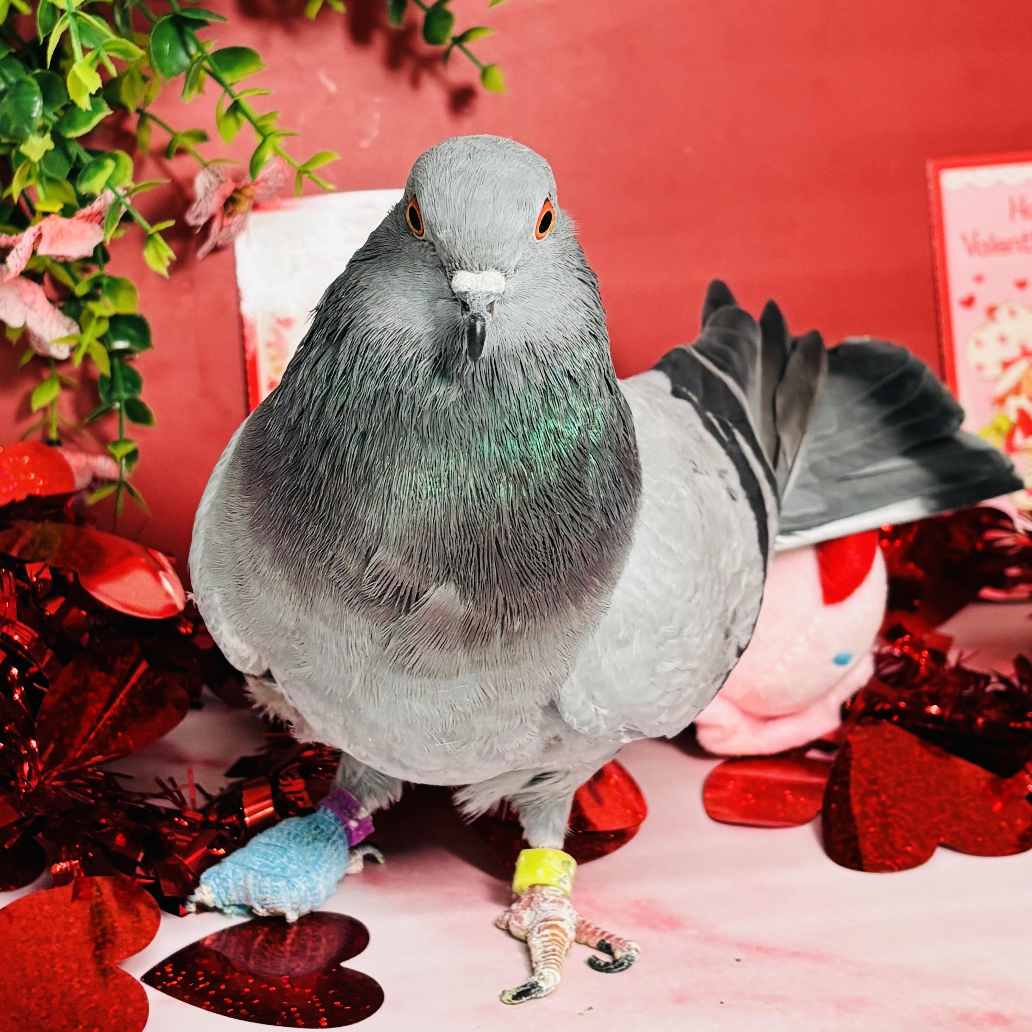 Lluvia, a ADOPTABLE Pigeon in Chicago, IL image 2/5