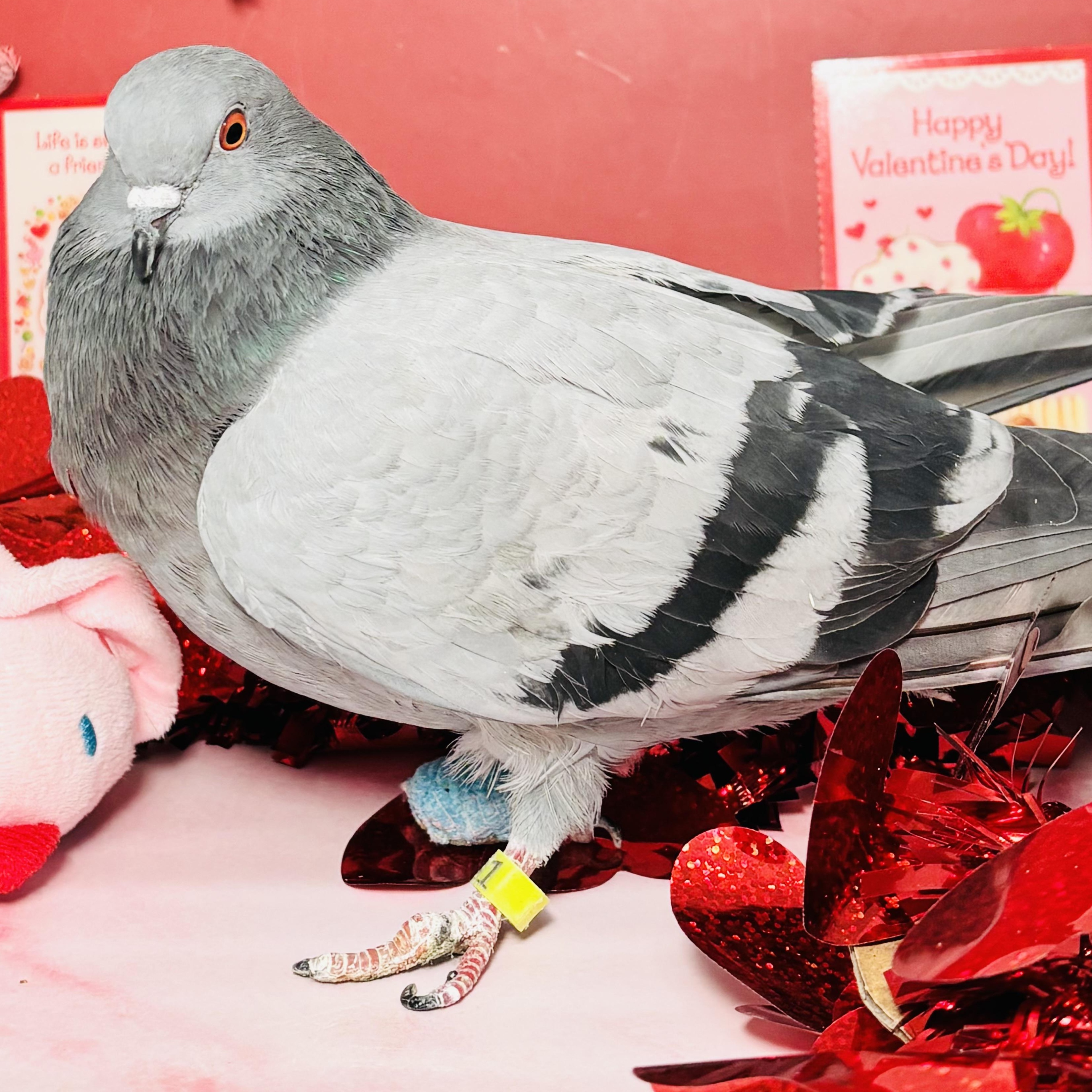 Lluvia, a ADOPTABLE Pigeon in Chicago, IL image 5/5