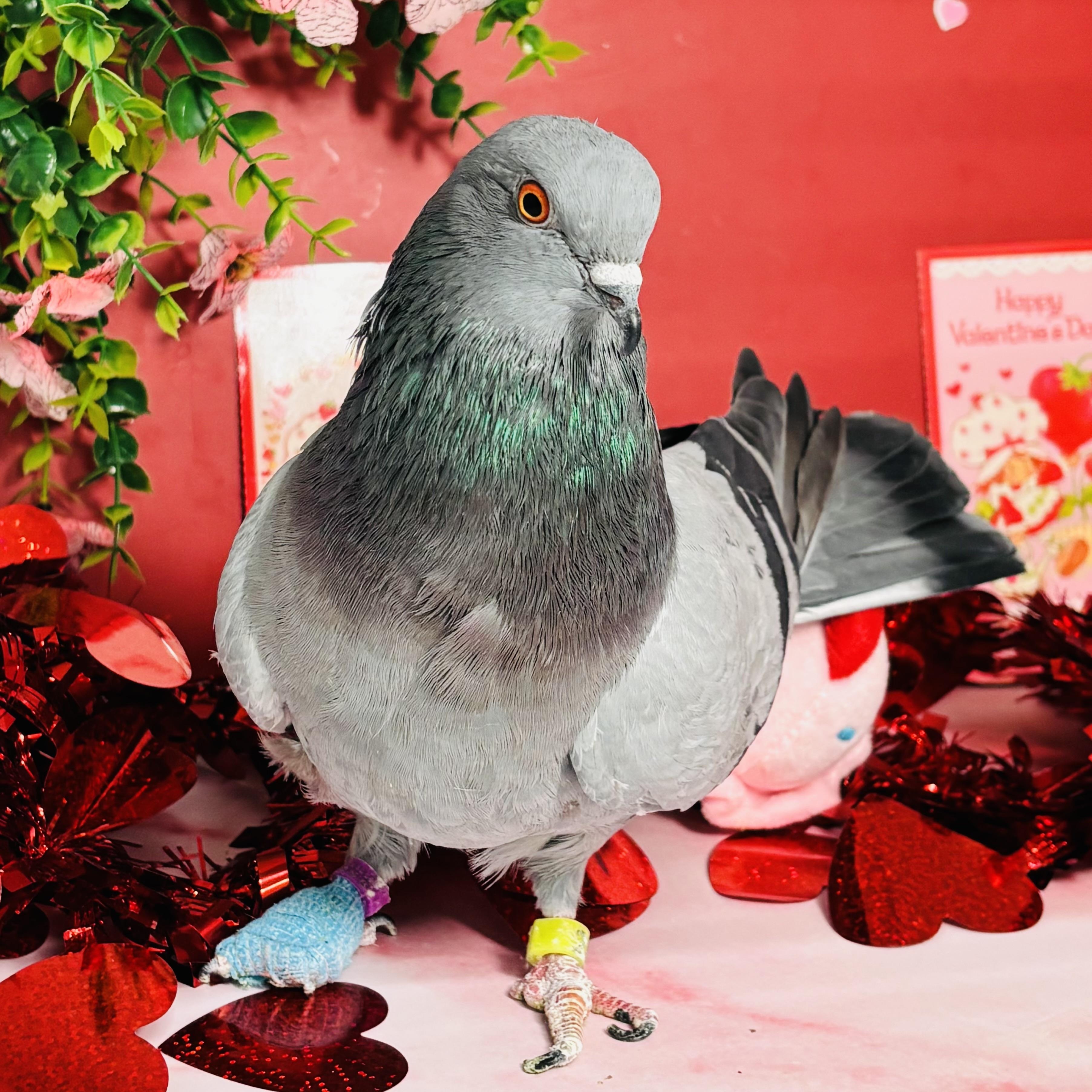 Lluvia, a ADOPTABLE Pigeon in Chicago, IL image 3/5