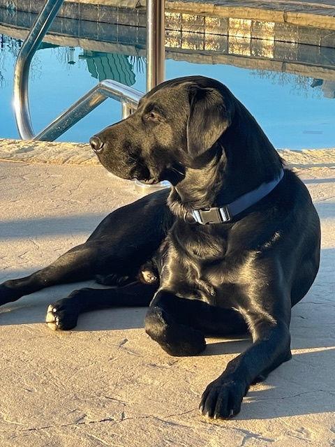 Howie, Adoptable, Adult Male Labrador Retriever.