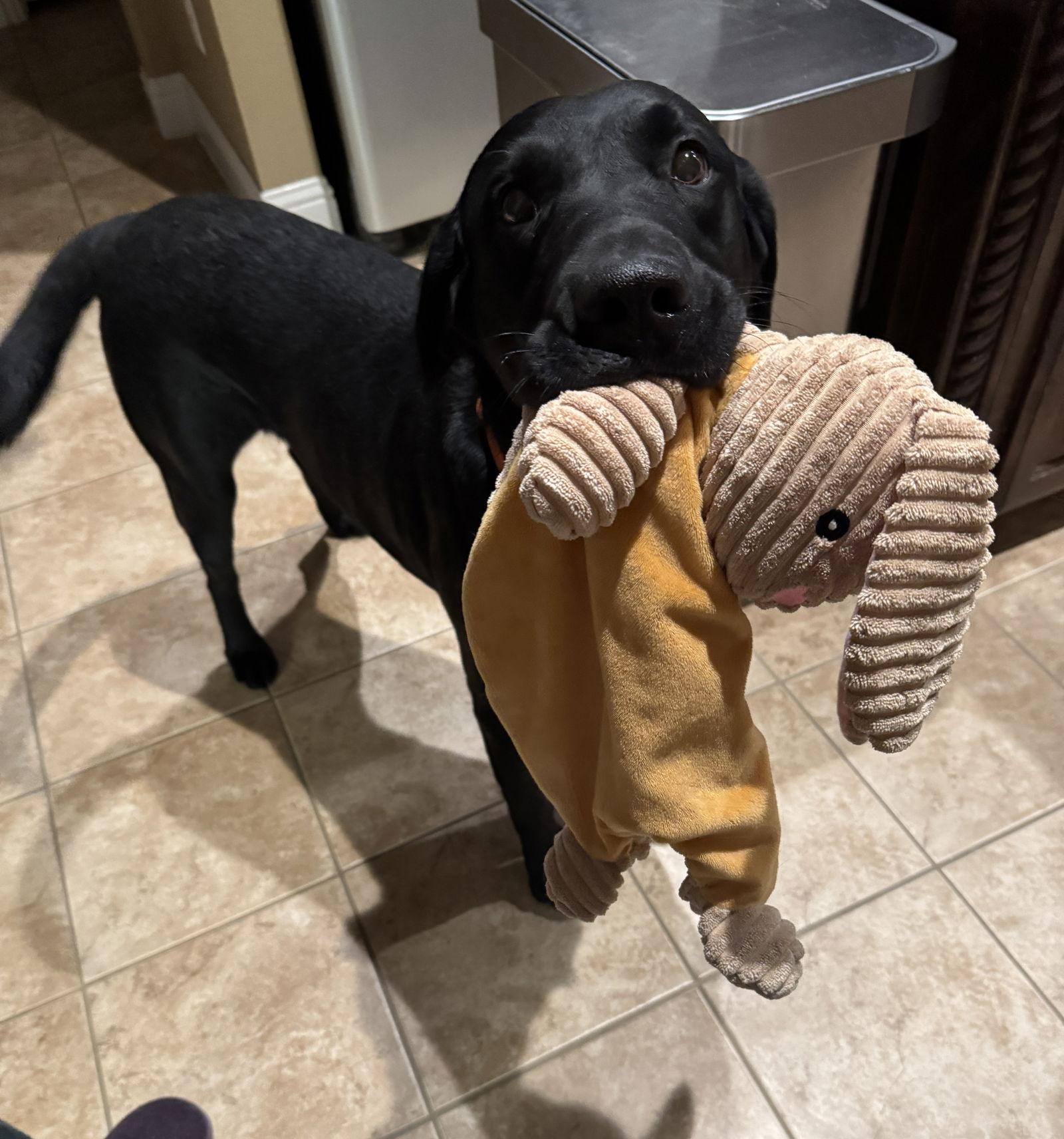 Howie, Adoptable, Adult Male Labrador Retriever.