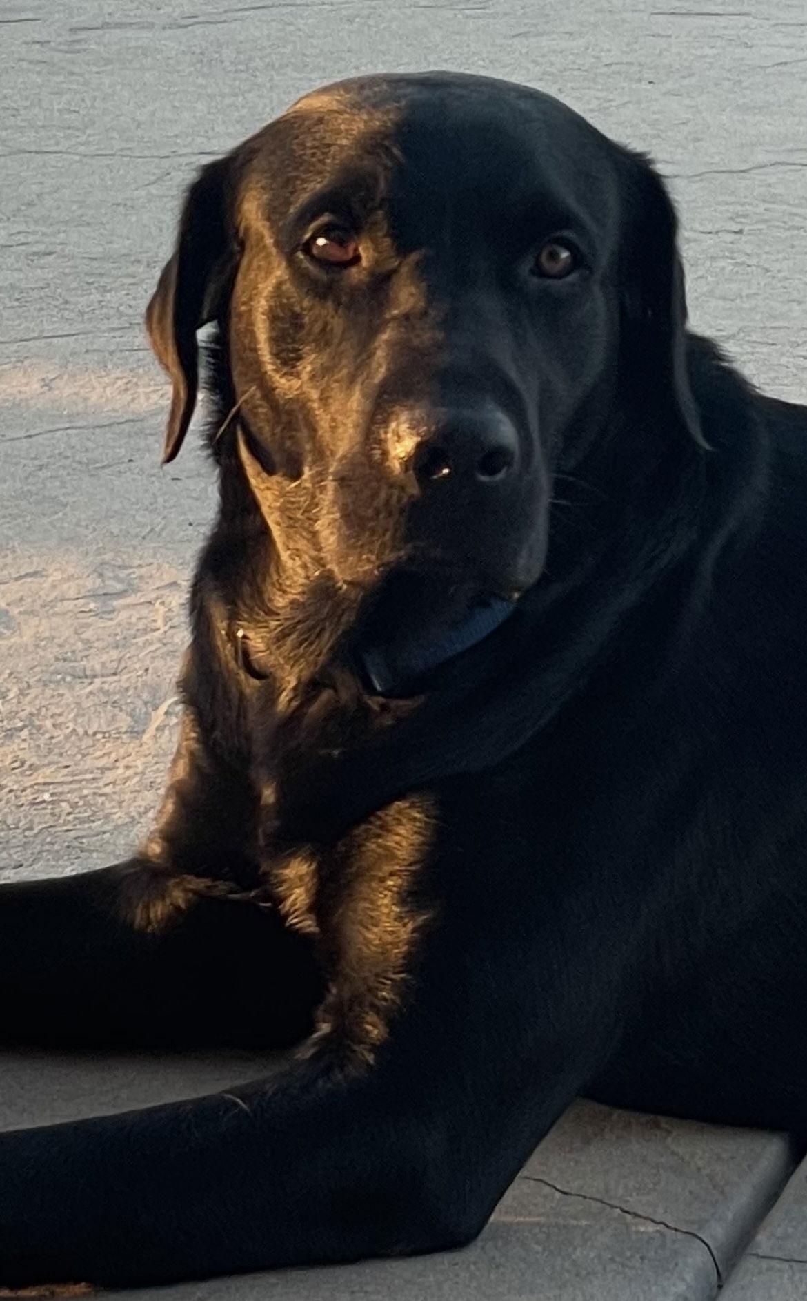 Howie, a Adoptable Labrador Retriever image 1/3