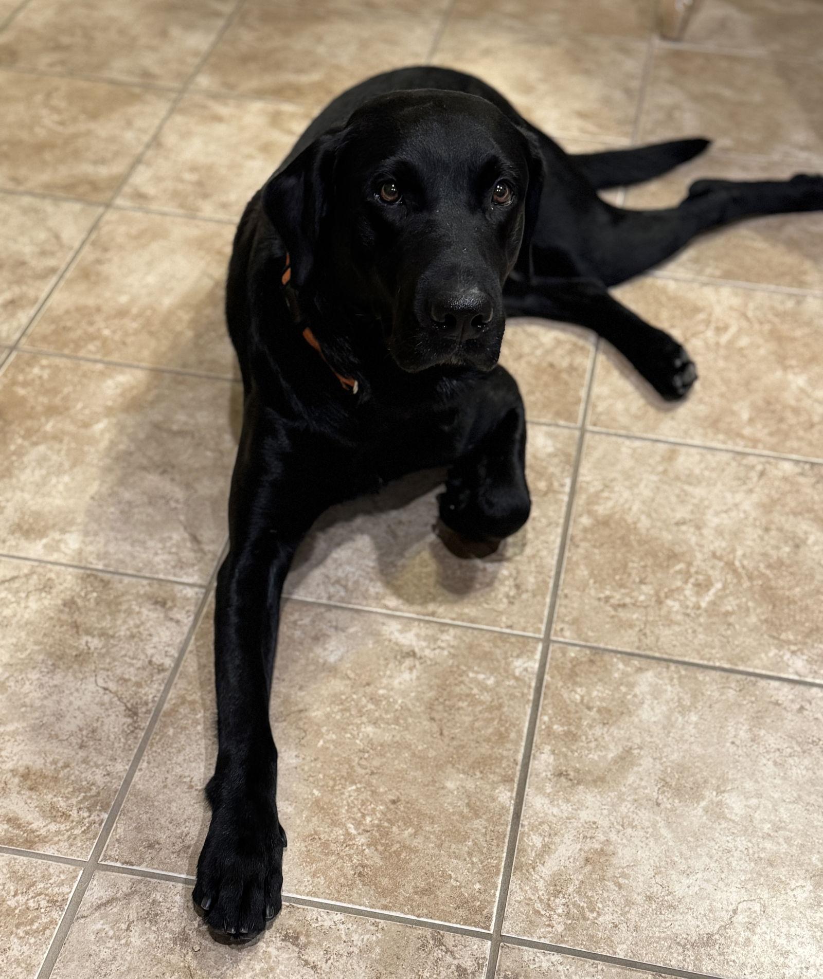 Enlarge Howie, a Adoptable Labrador Retriever in Denton, TX image 3/3