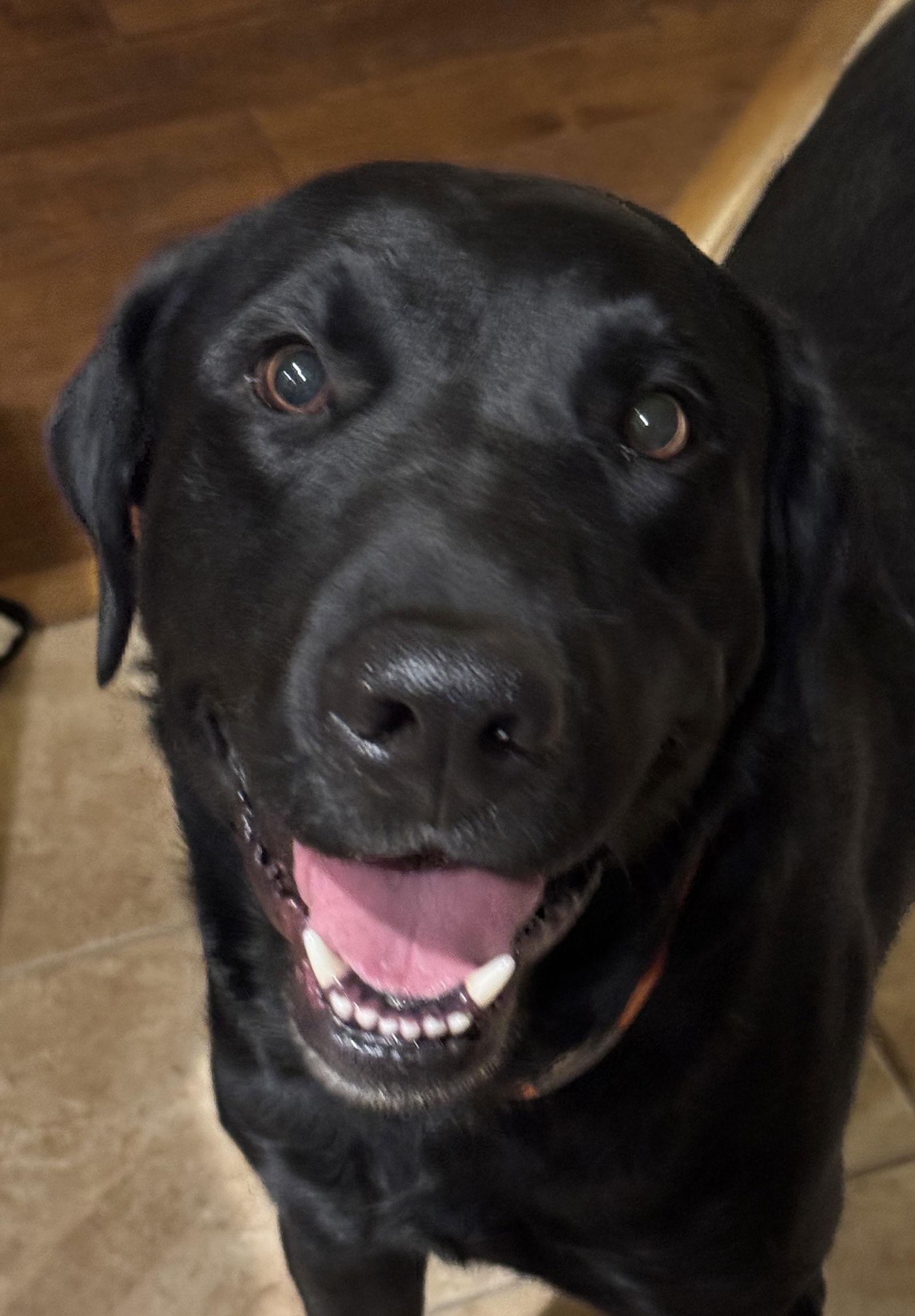 Howie — thumbnail 3