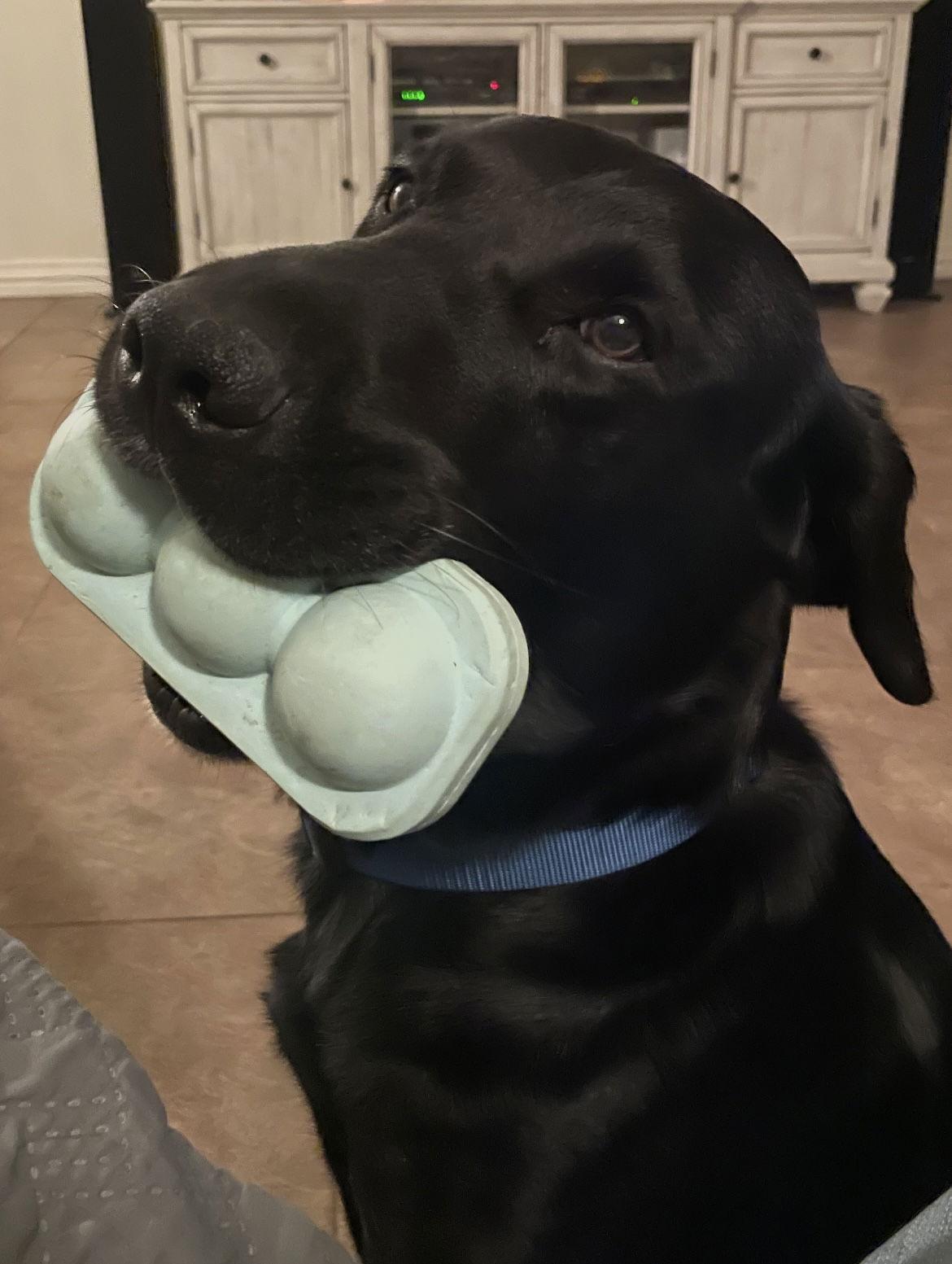 Howie, a Adoptable Labrador Retriever image 3/3