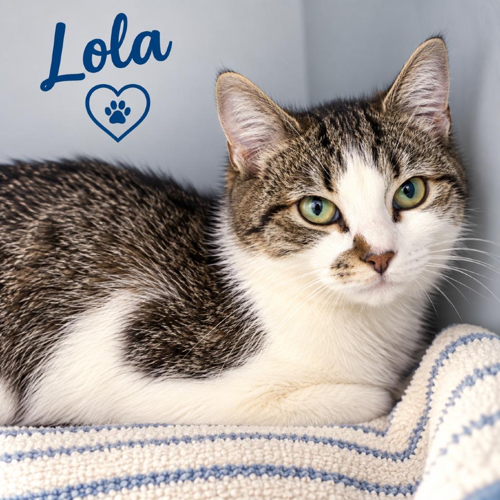 Lola, Adoptable, Young Female American Shorthair.