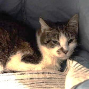 Lola, Adoptable, Young Female American Shorthair.