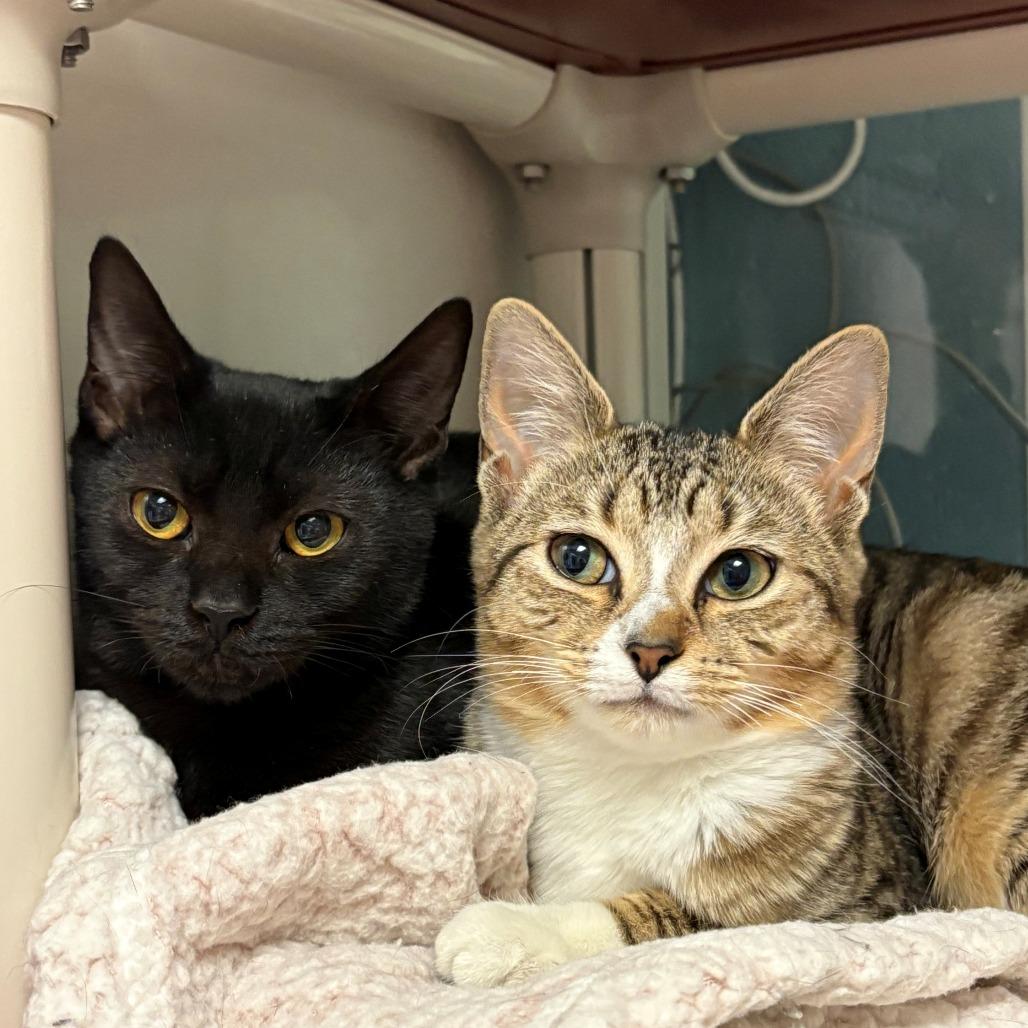 Enlarge Maple, a Adoptable Domestic Short Hair in East Hanover, NJ image 1/6