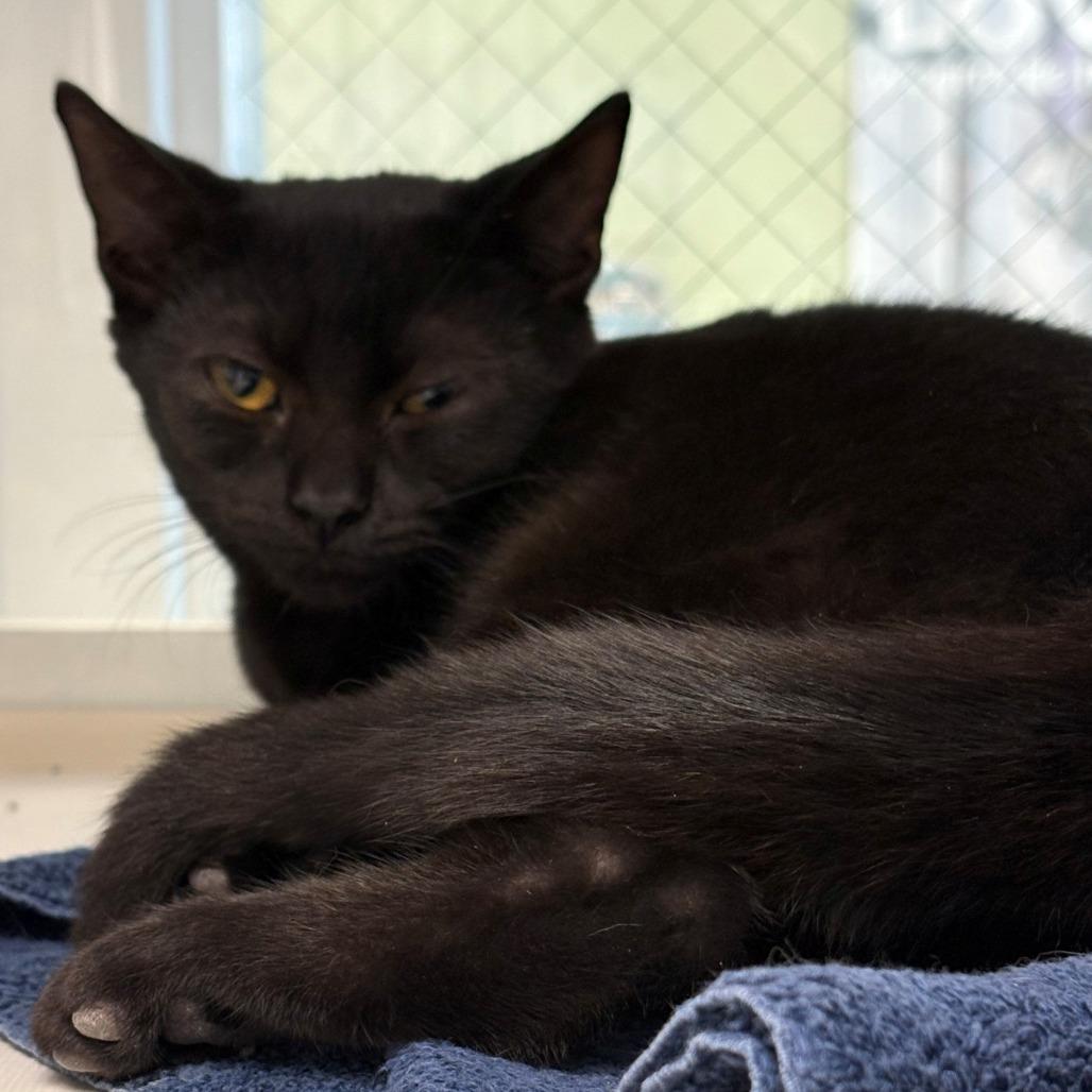 Enlarge Maple, a Adoptable Domestic Short Hair in East Hanover, NJ image 2/6