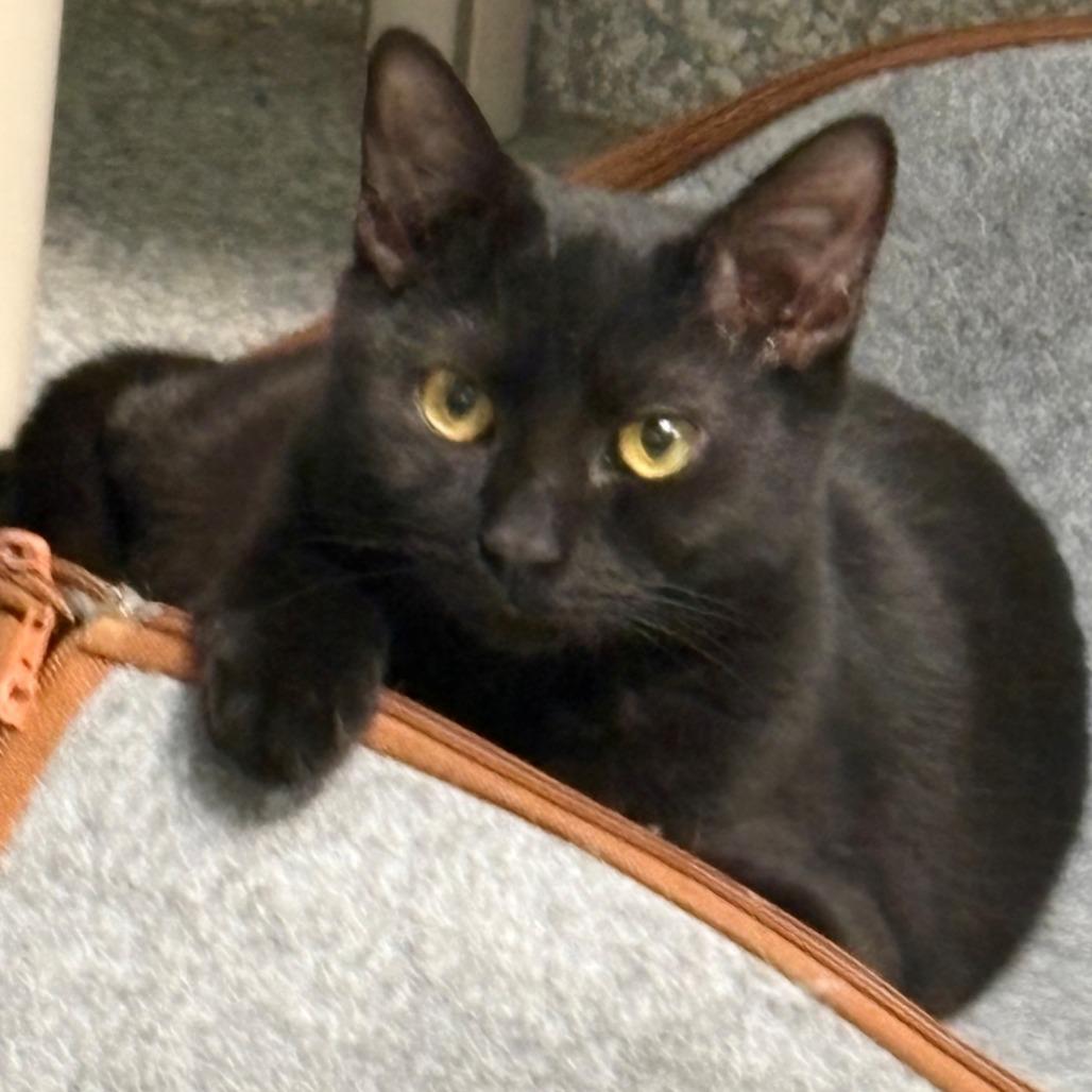 Enlarge Maple, a Adoptable Domestic Short Hair in East Hanover, NJ image 3/6