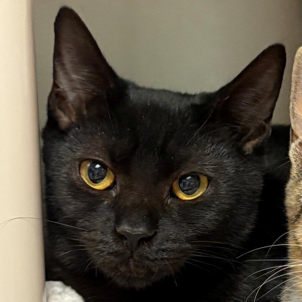 Enlarge Maple, a Adoptable Domestic Short Hair in East Hanover, NJ image 4/6