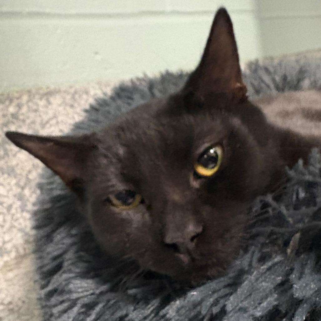 Enlarge Maple, a Adoptable Domestic Short Hair in East Hanover, NJ image 5/6