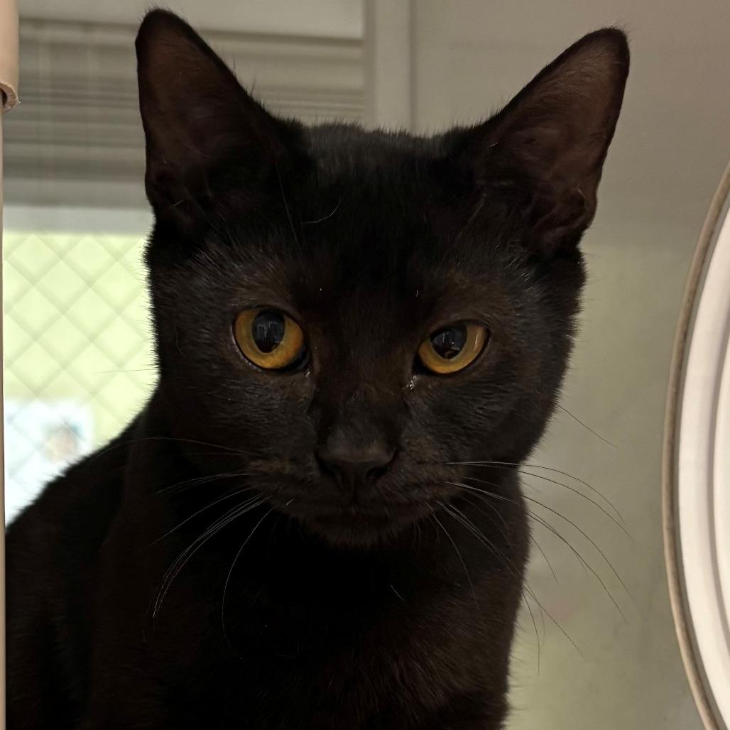 Enlarge Maple, a Adoptable Domestic Short Hair in East Hanover, NJ image 6/6