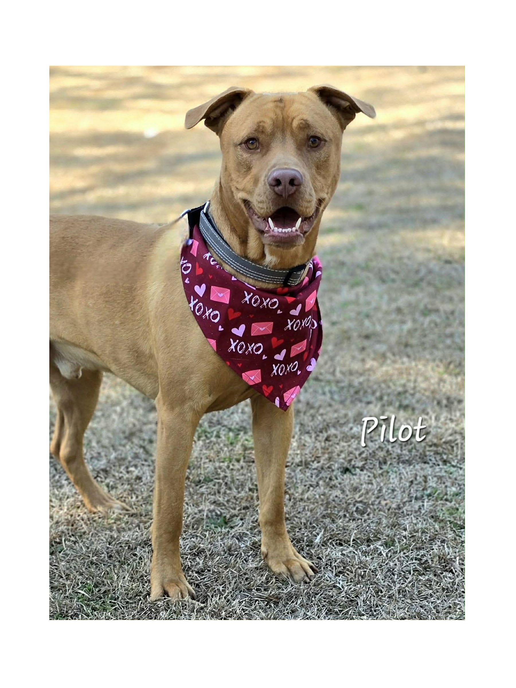 Enlarge Pilot, a ADOPTABLE mixed breed in Bishop, GA image 3/6
