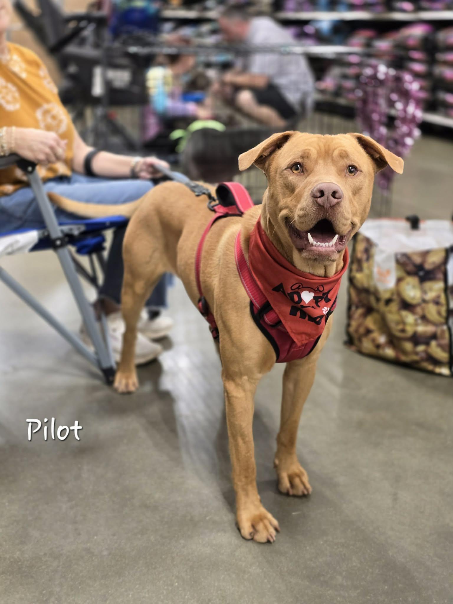 Enlarge Pilot, a ADOPTABLE mixed breed in Bishop, GA image 2/6