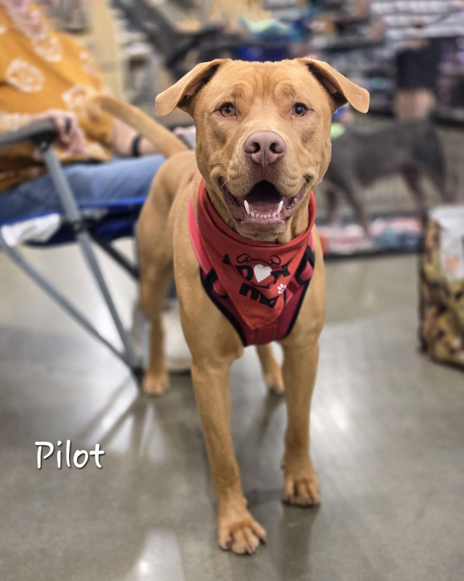 Enlarge Pilot, a ADOPTABLE mixed breed in Bishop, GA image 1/6