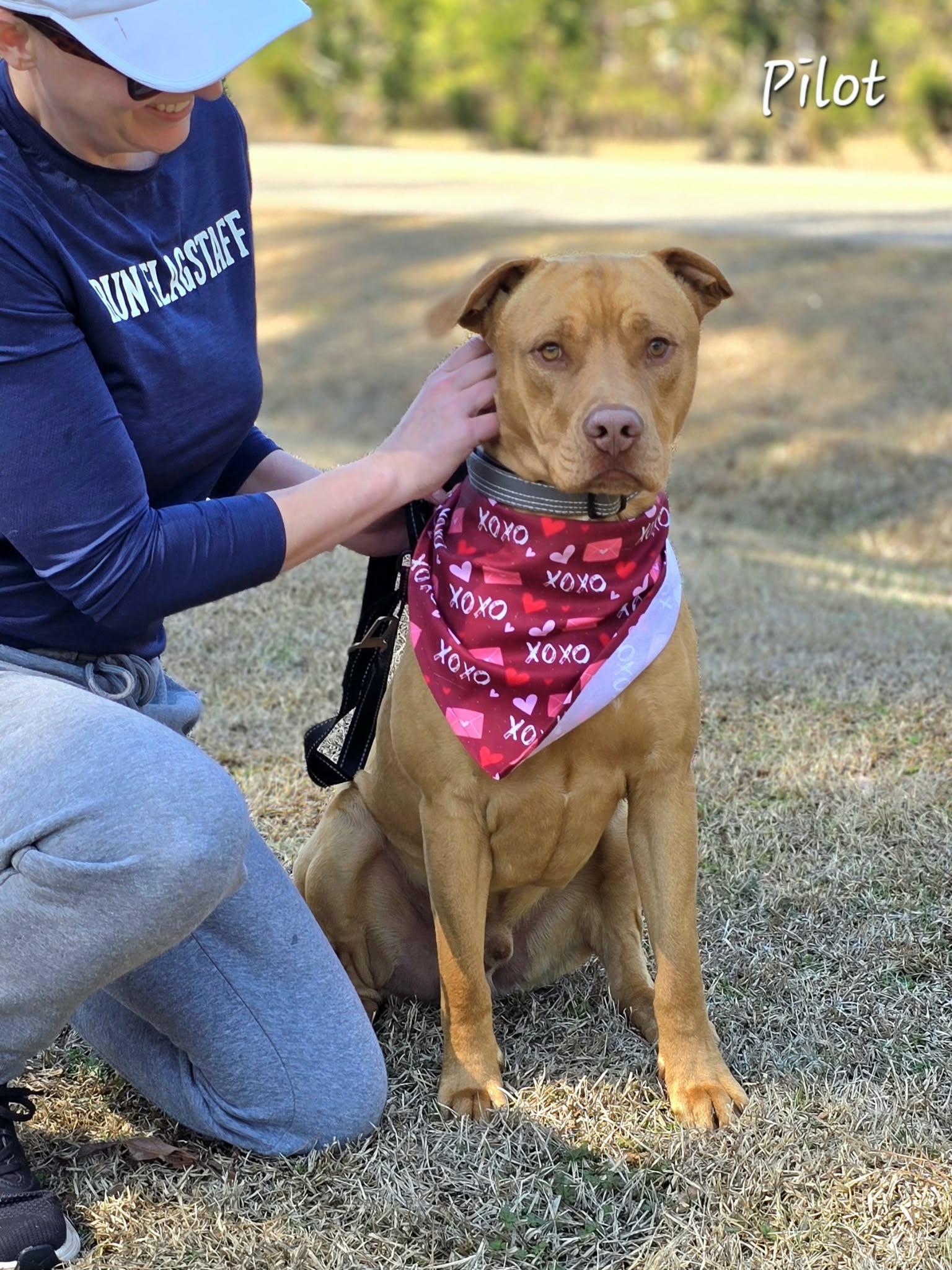 Enlarge Pilot, a ADOPTABLE mixed breed in Bishop, GA image 5/6