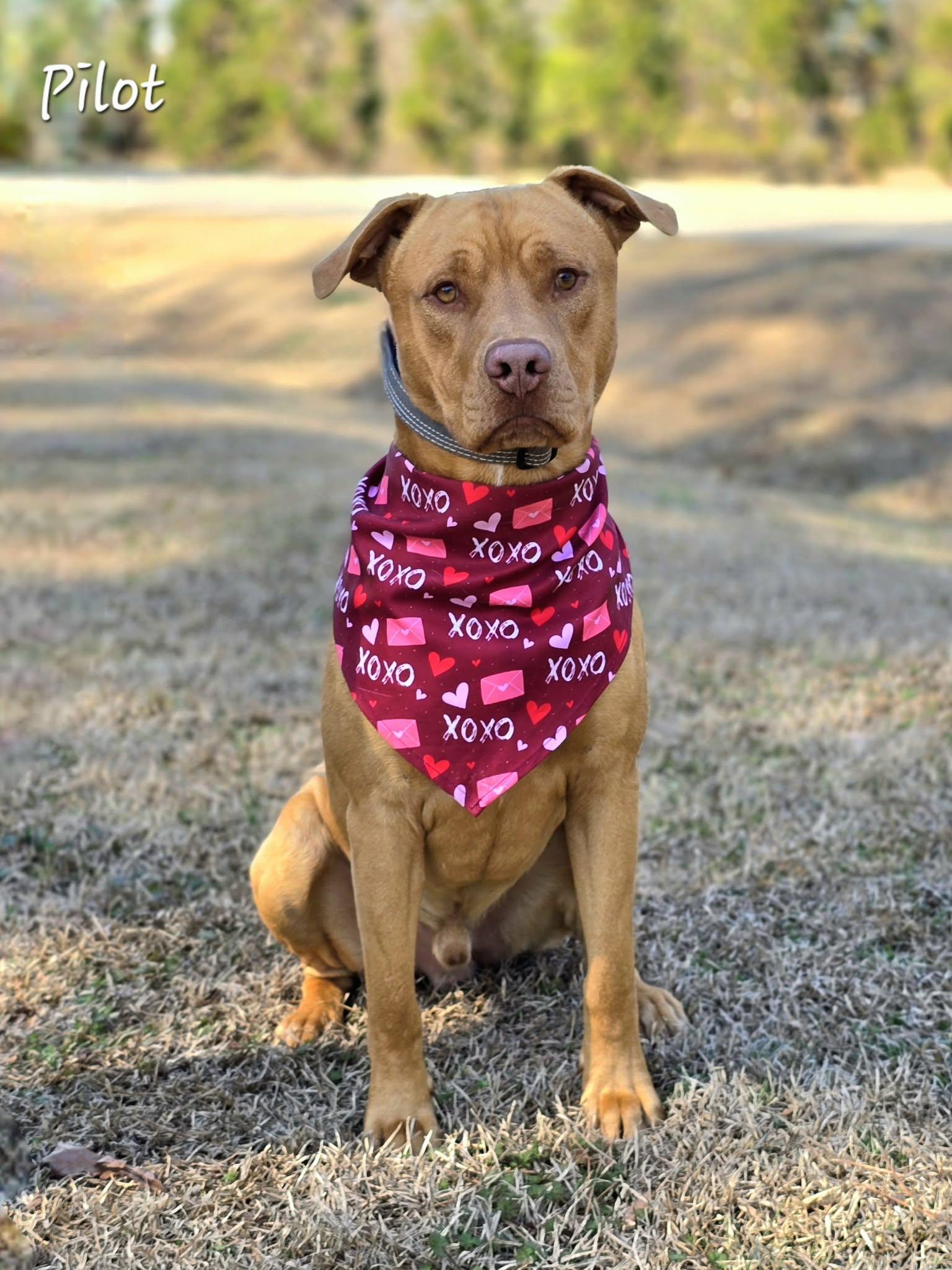 Enlarge Pilot, a ADOPTABLE mixed breed in Bishop, GA image 6/6
